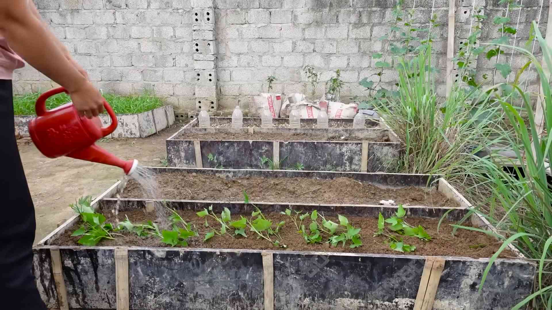 Growing Sweet Potatoes Indoors