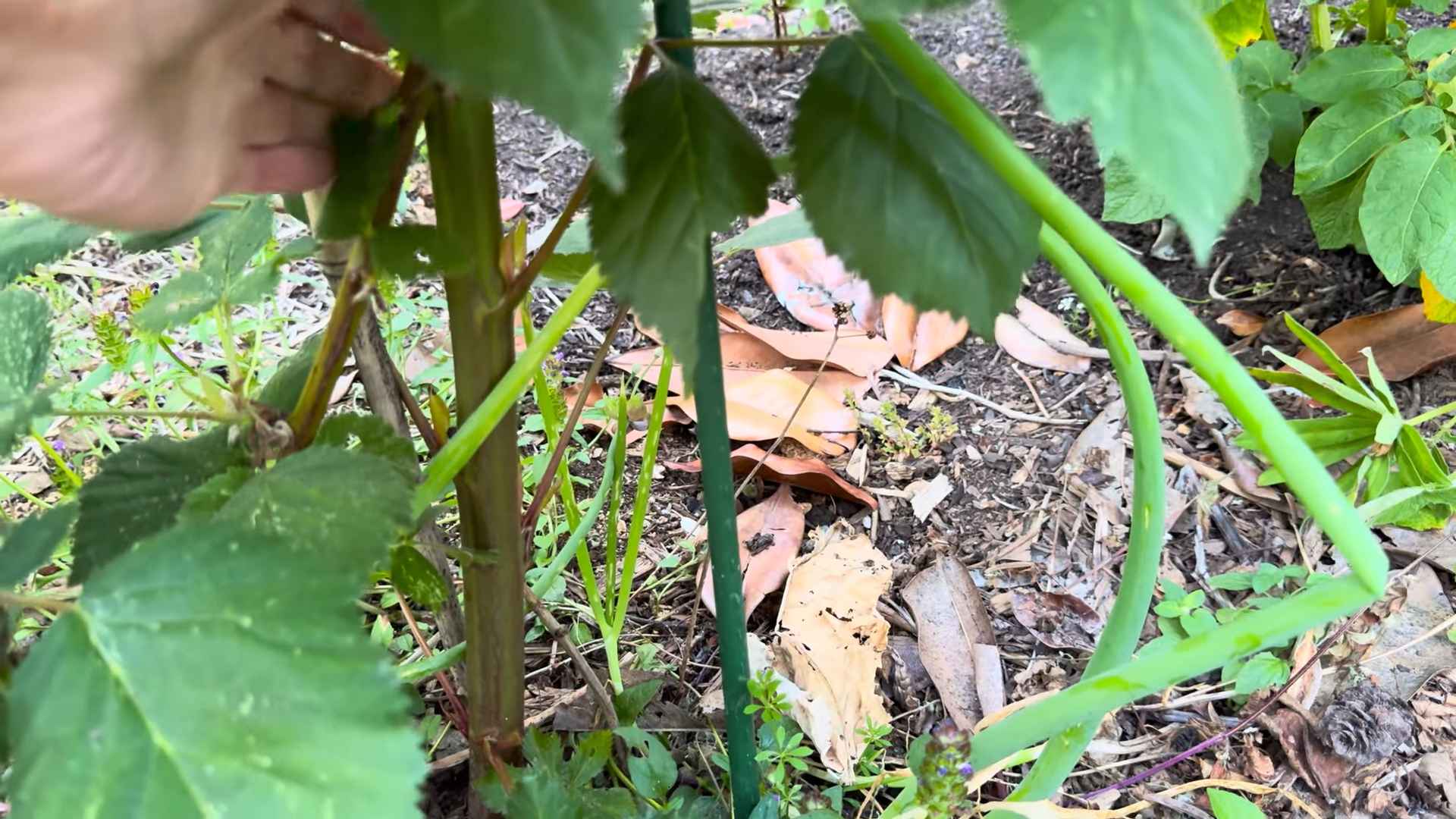 Growing Honeyberry Bushes