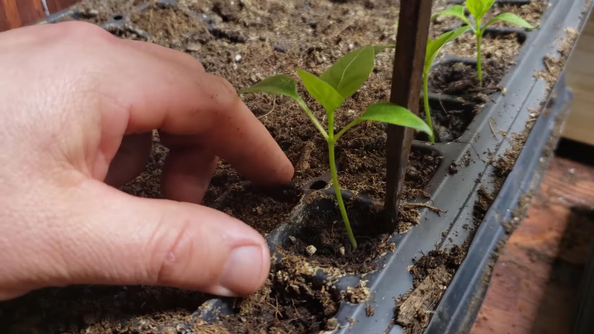 Grow Peppers Windowsill