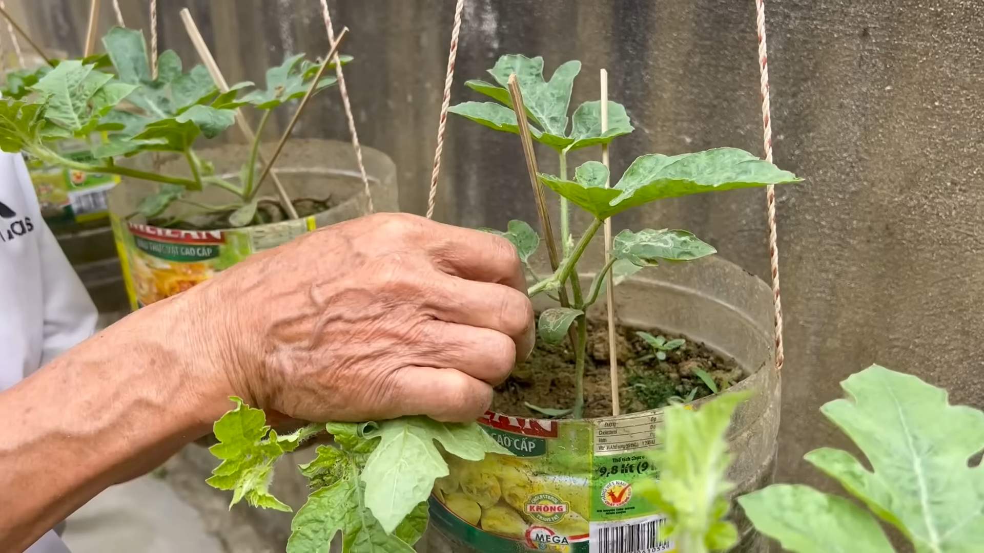 Grow Watermelons at Home