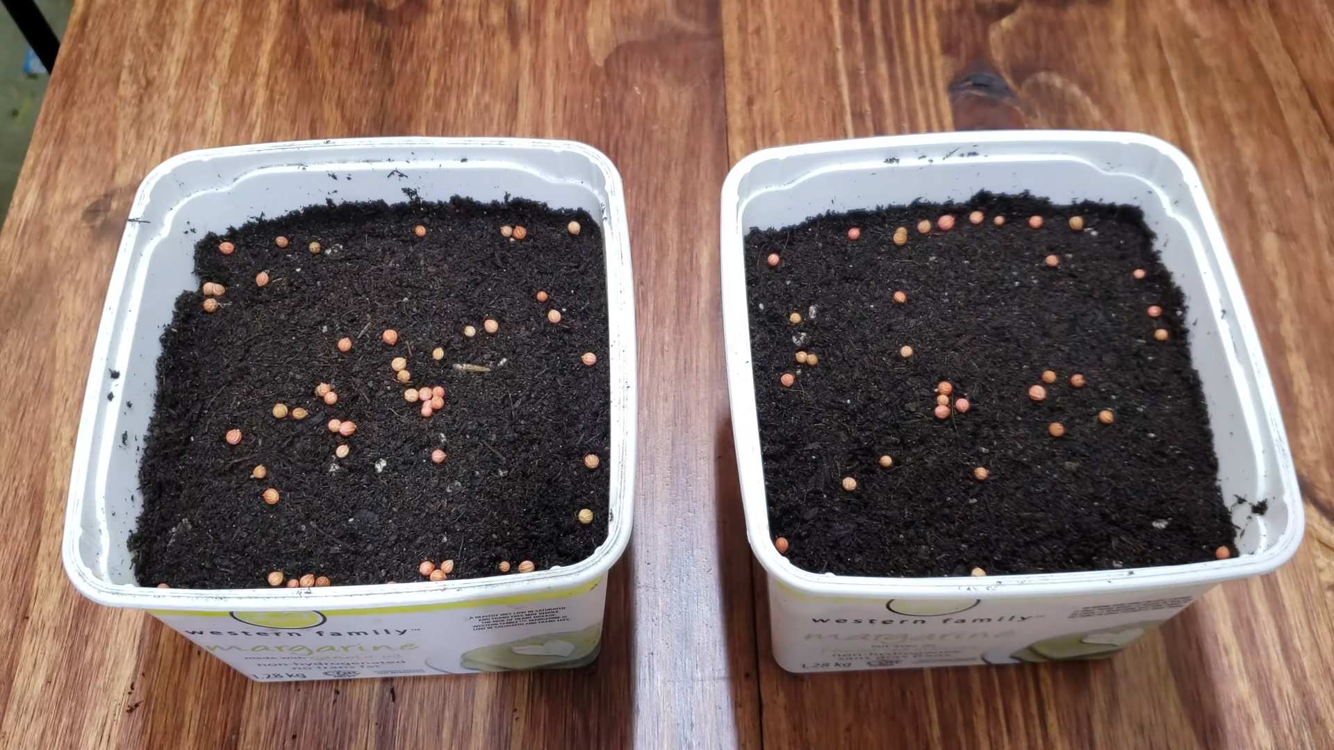 Growing Cilantro Indoors