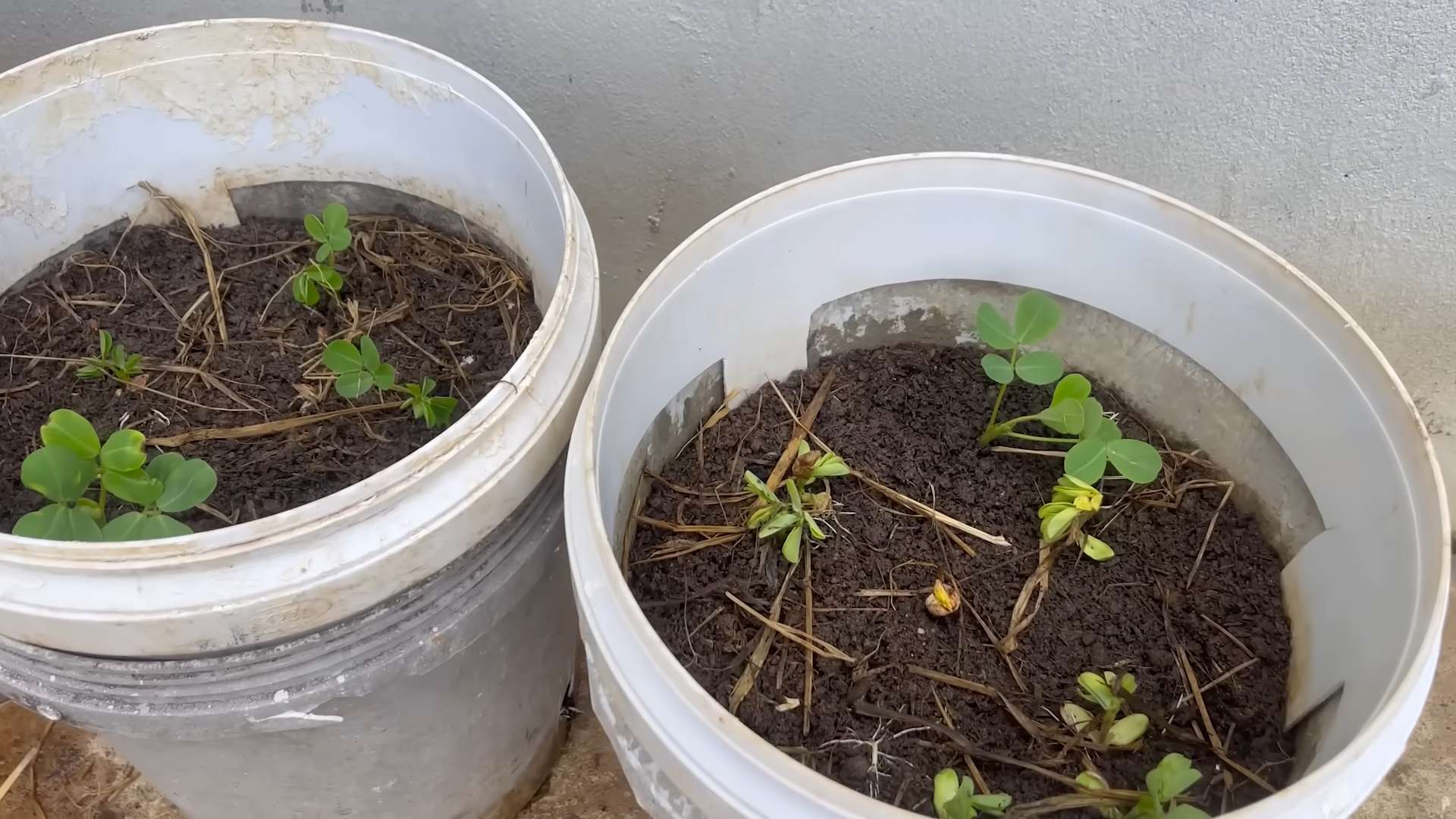 Growing Peanuts in Containers