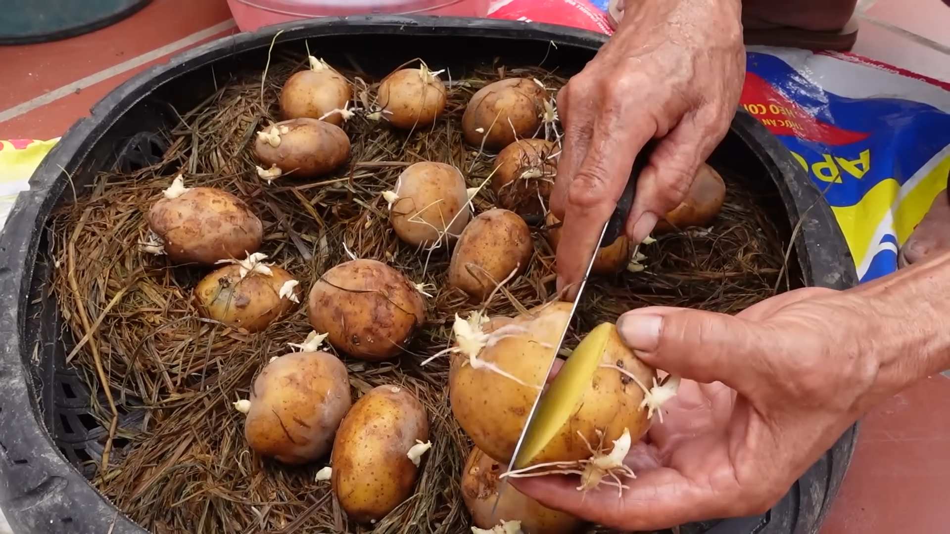 Soil Free Potato Growing