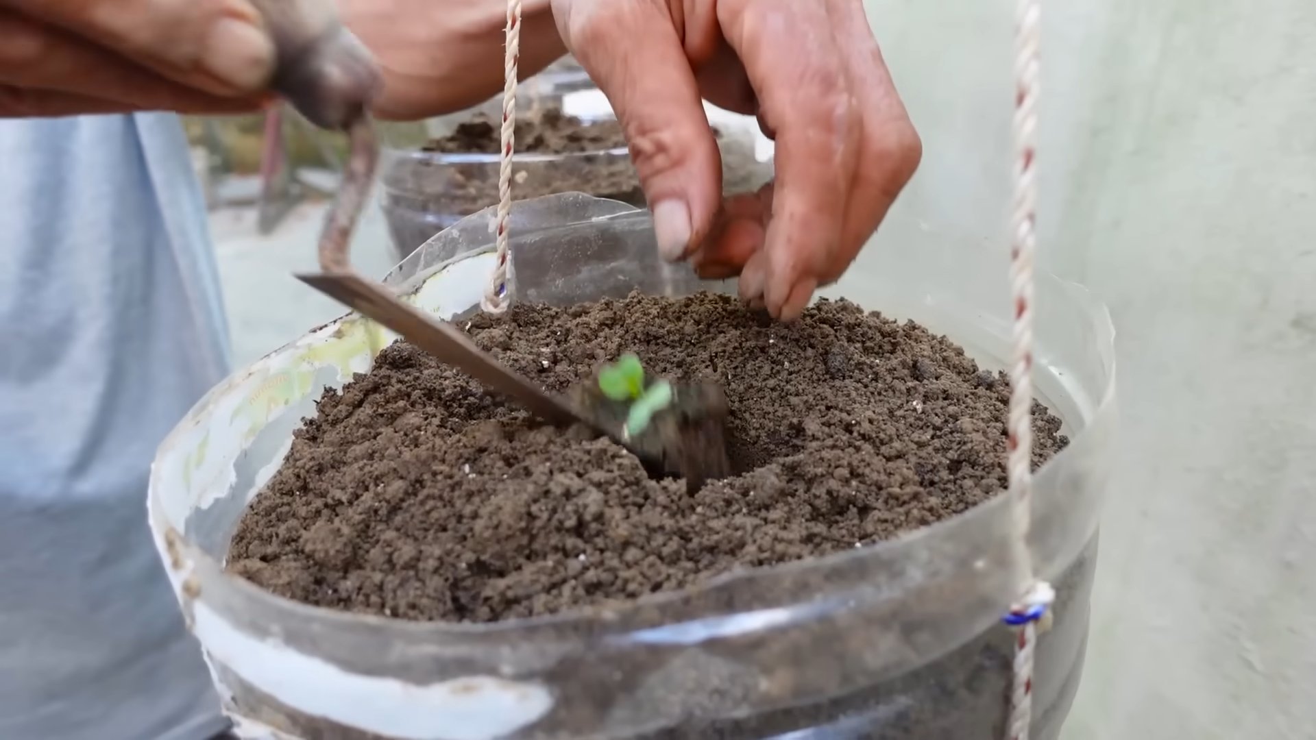 Bottle Cabbage Growing