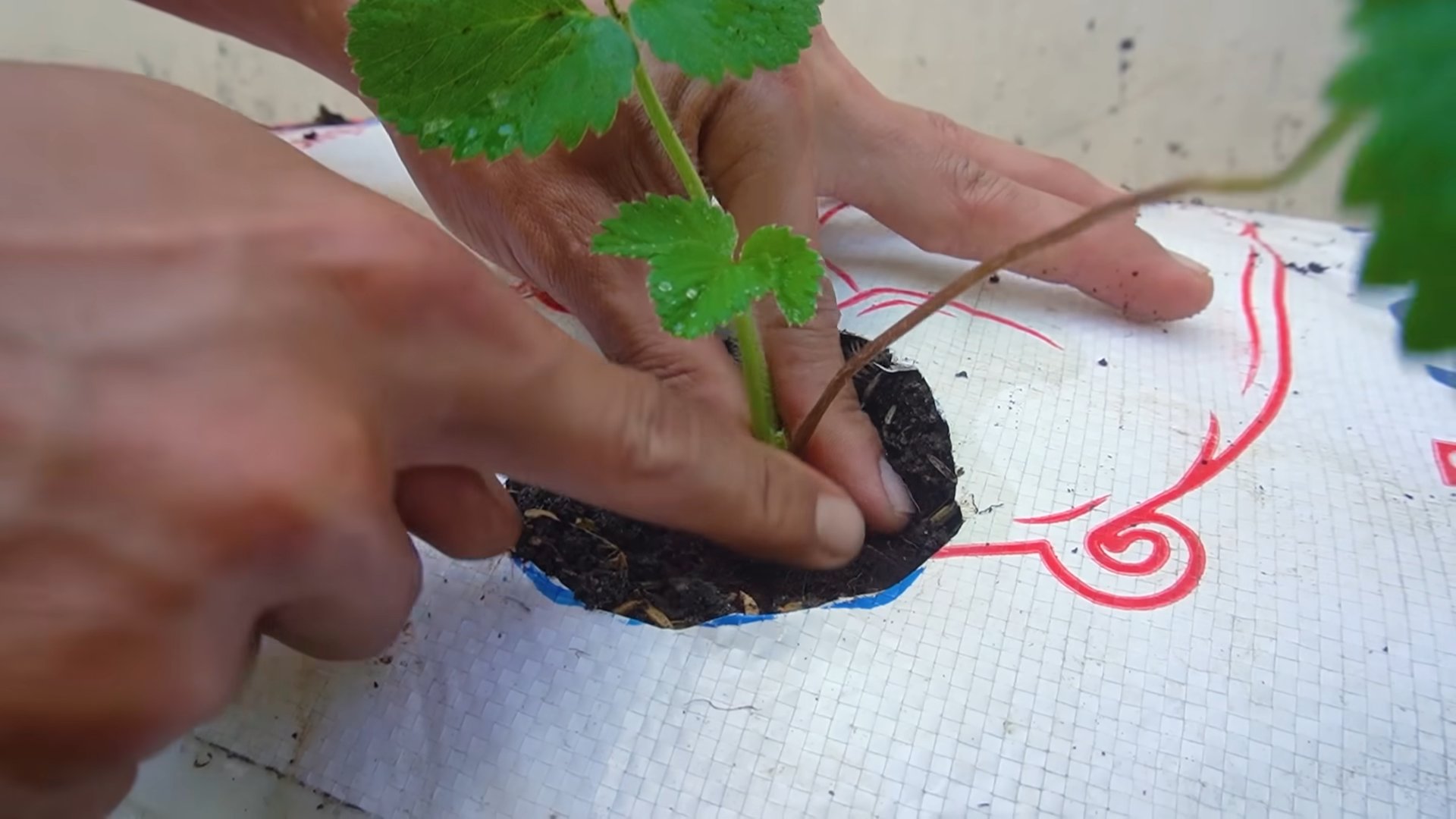 Strawberry Growing Timeline