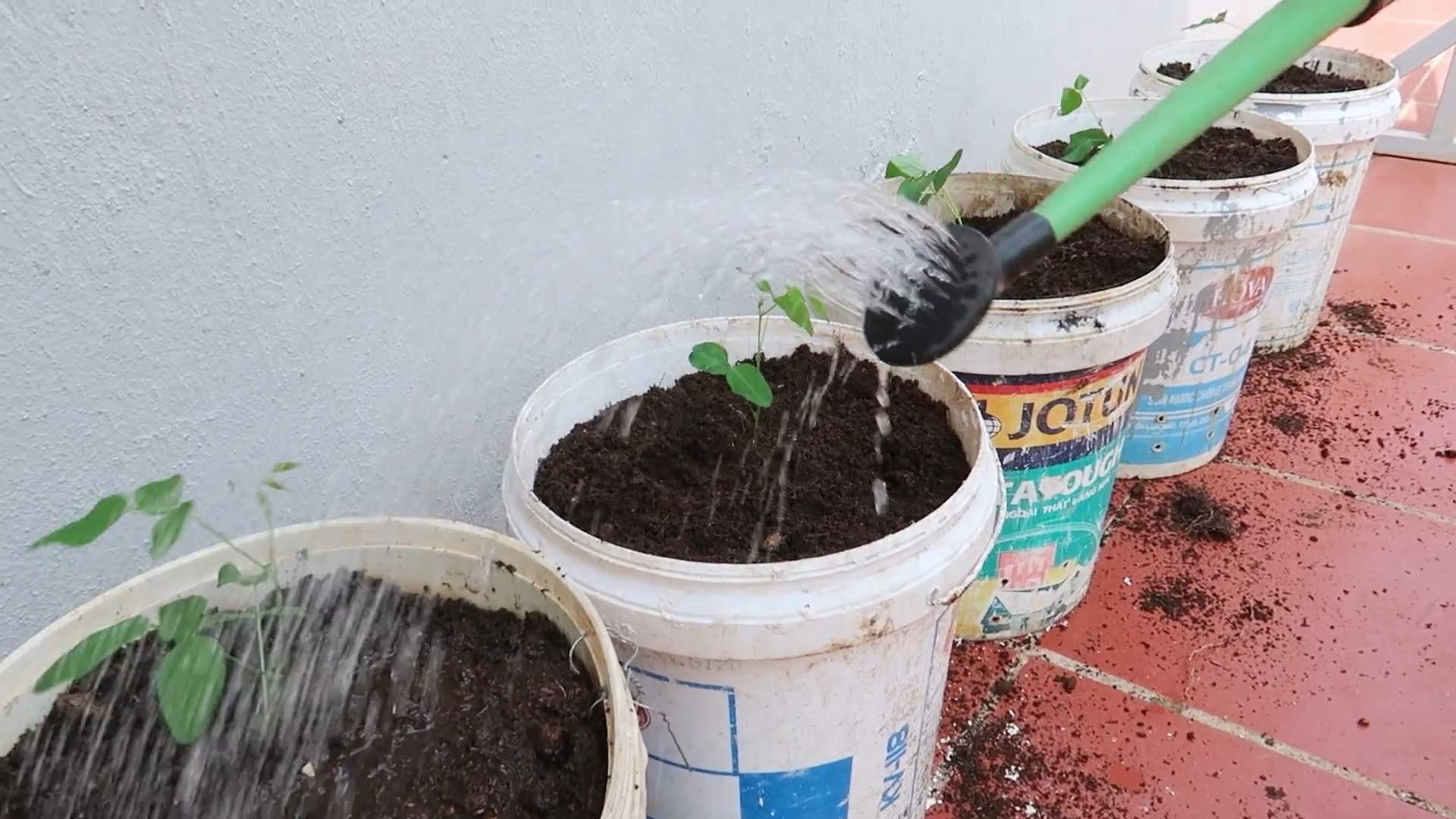 Grow Winged Beans at Home
