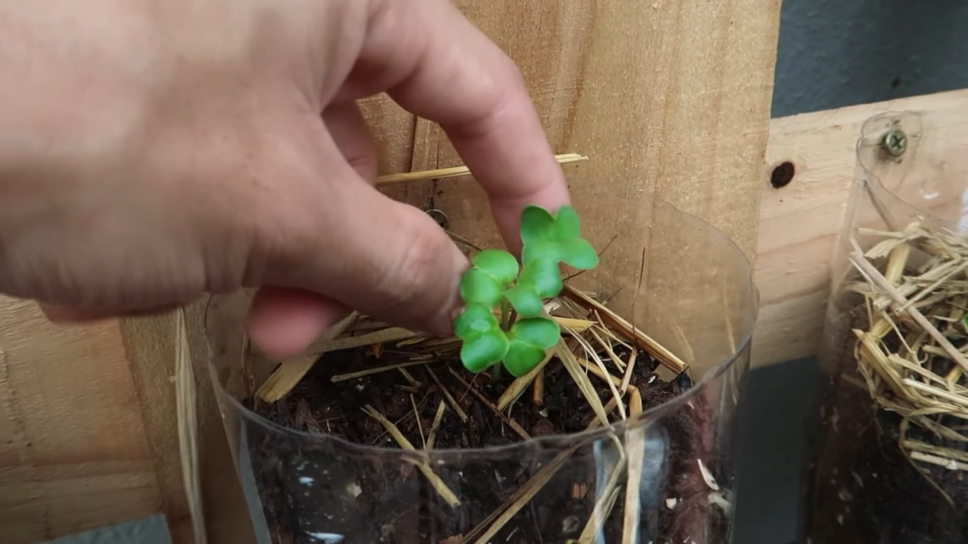 Grow White Radish Year Round