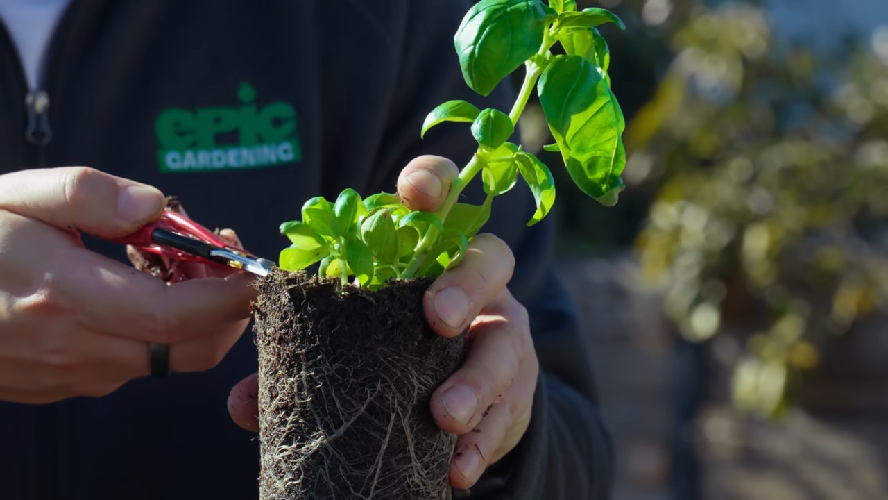 Grow Basil Indoors