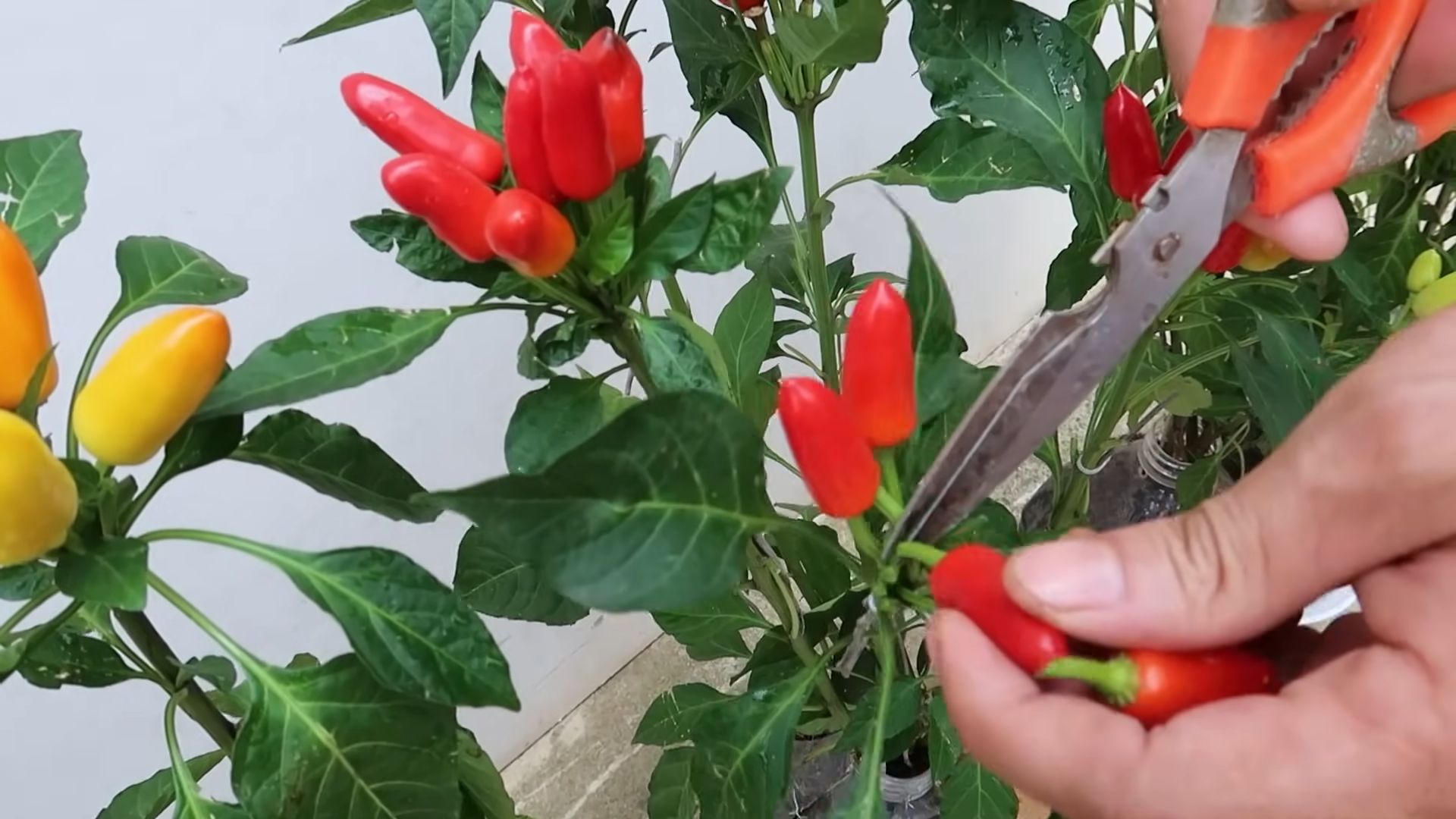 Recycled Bottle Pepper Growing