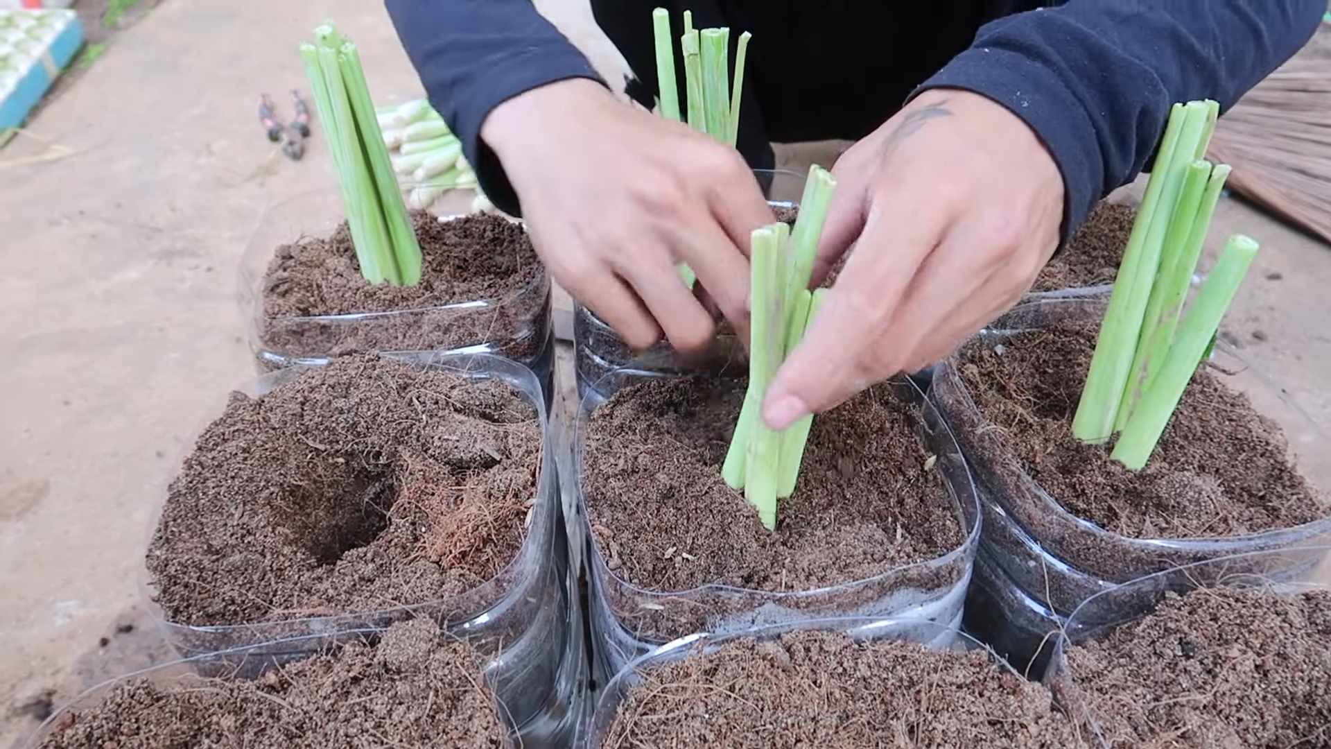 Growing Lemongrass Fast