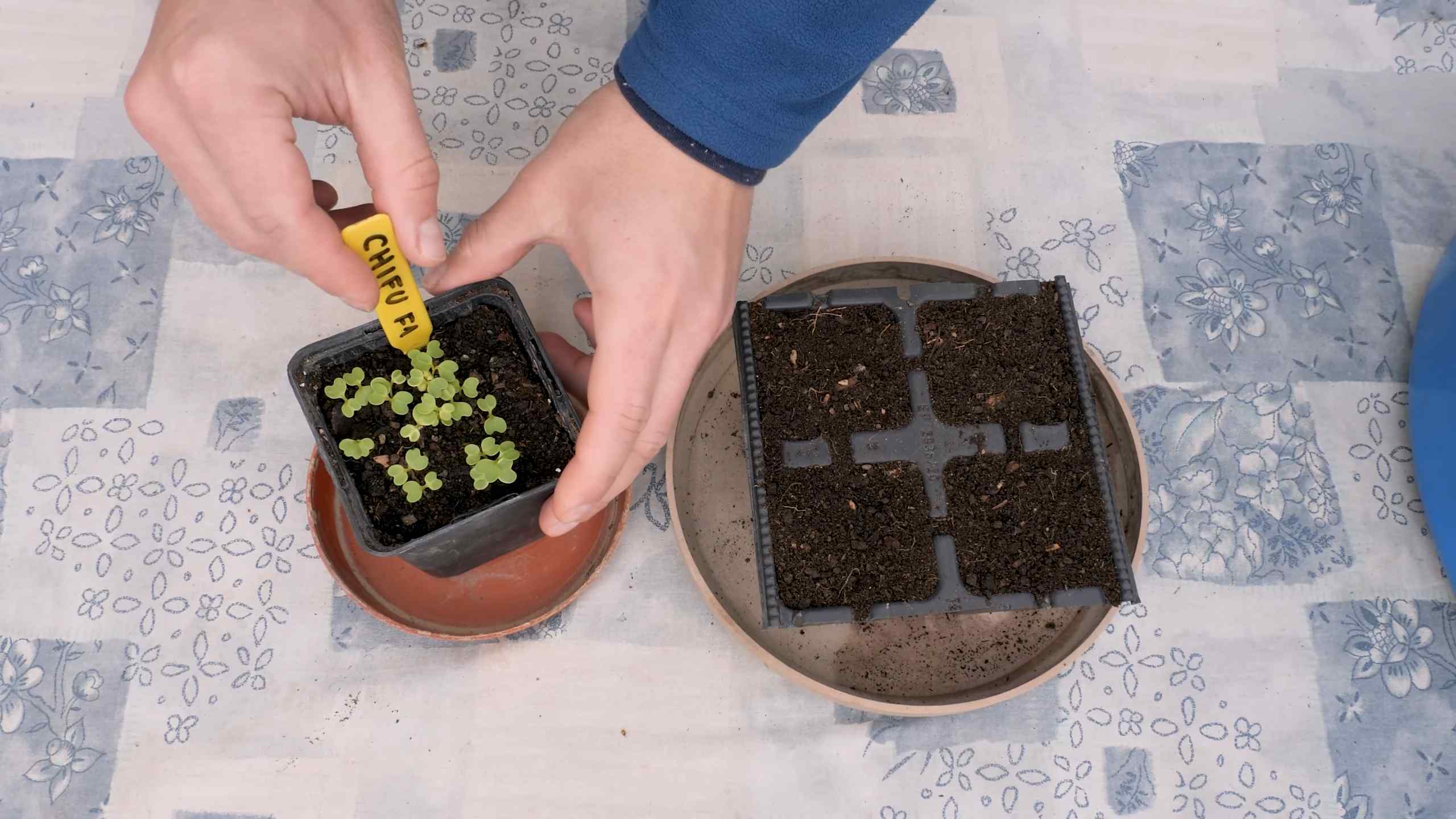 Grow Bok Choy Indoors