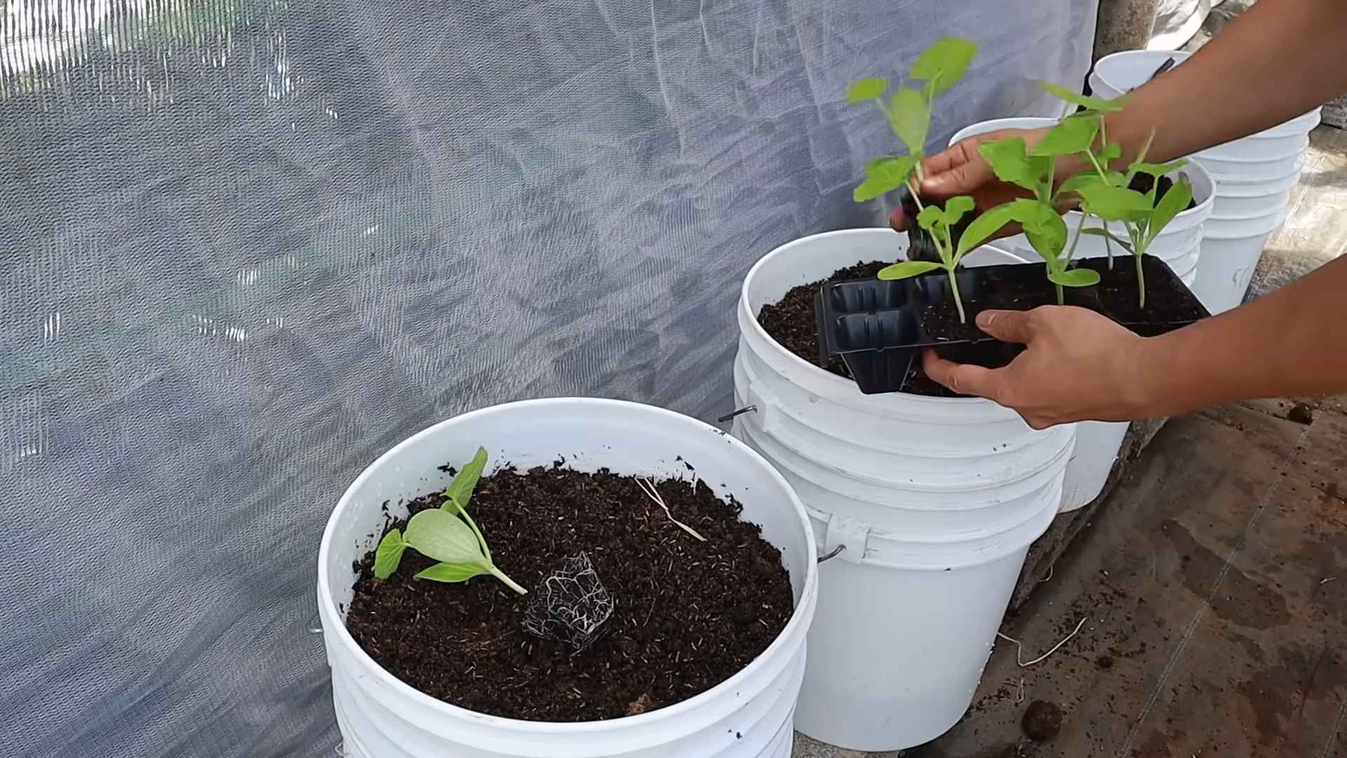 Container zucchini growing