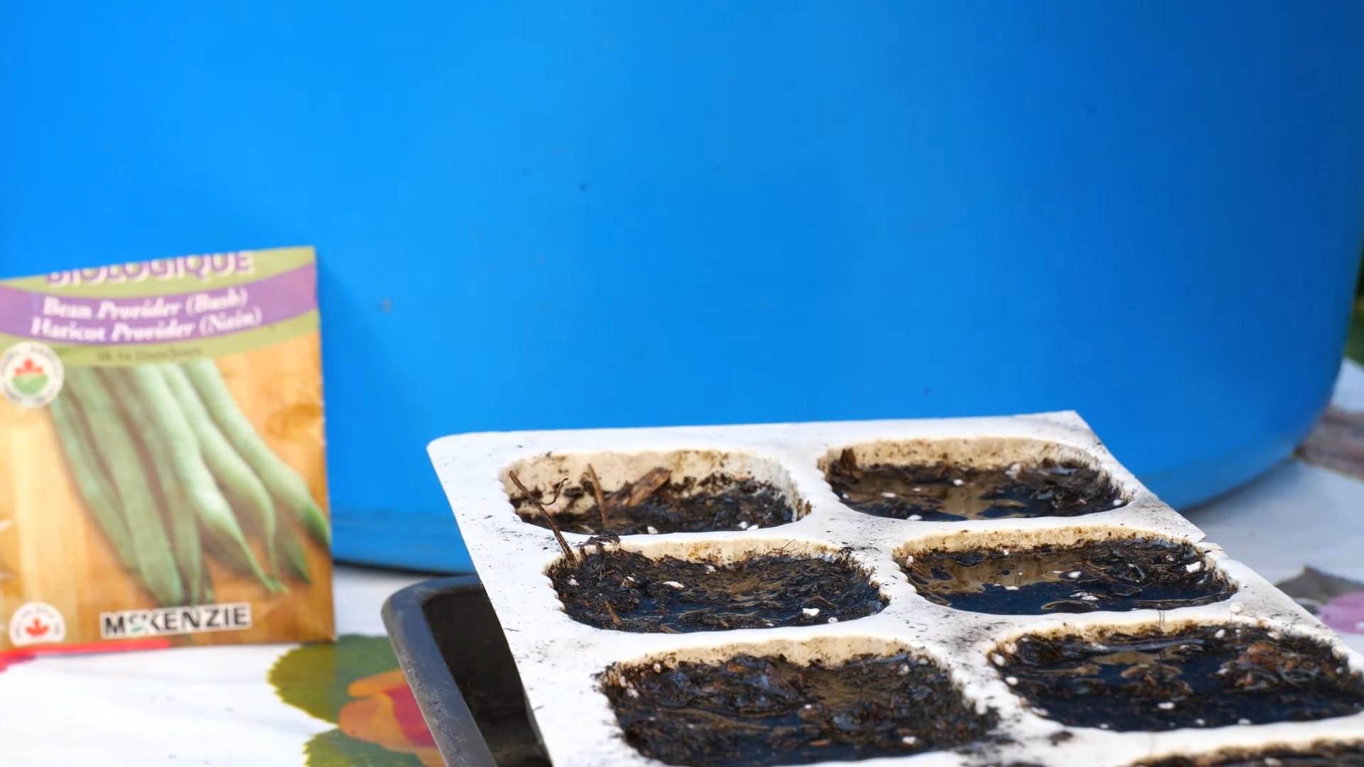 Growing Green Beans in Pots