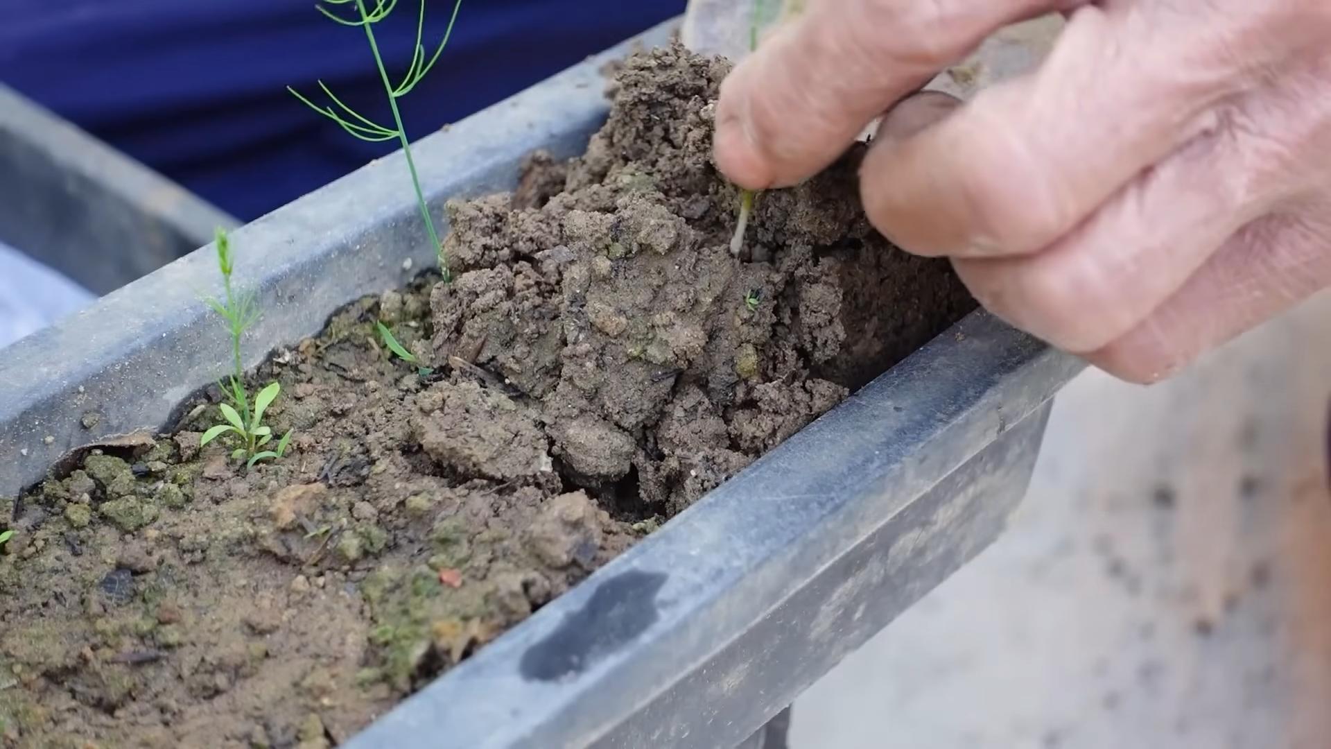 Grow Asparagus Backyard