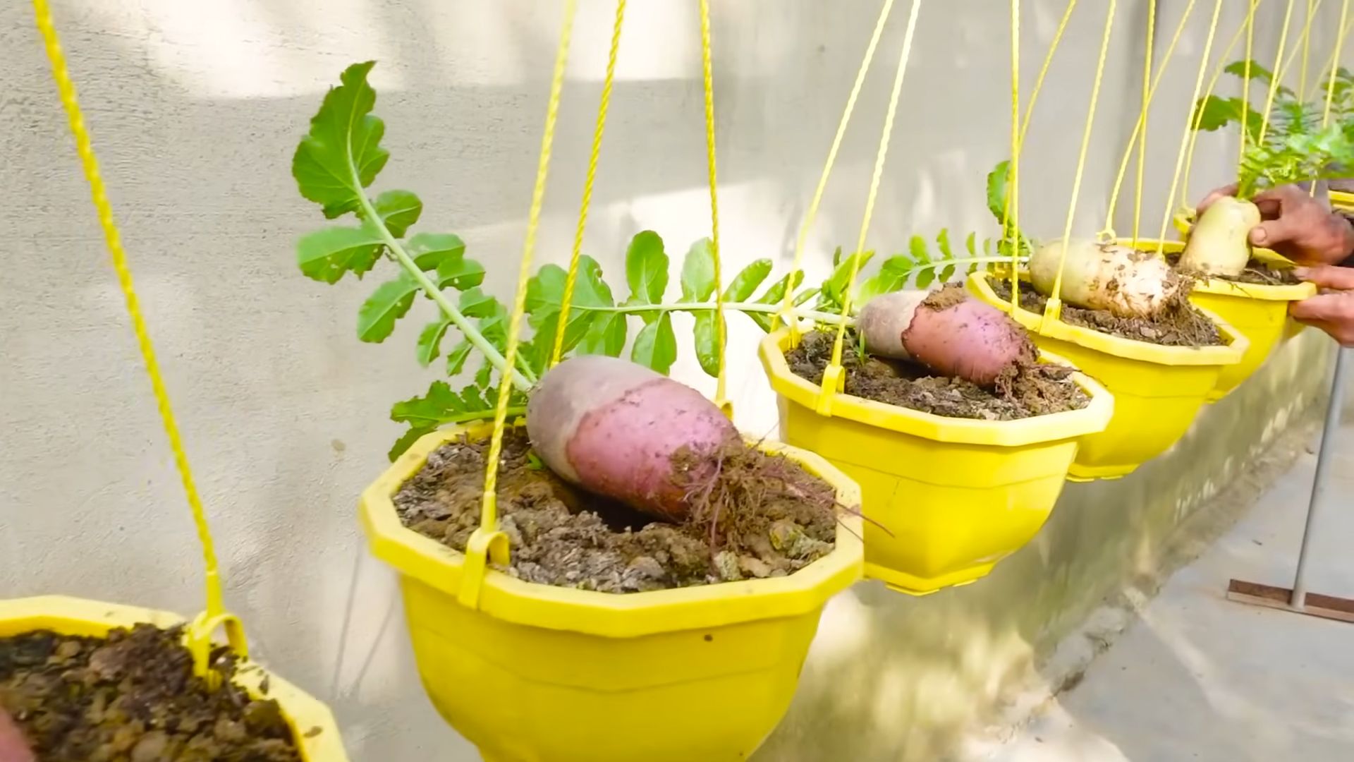 Radish Planting Beginners Guide