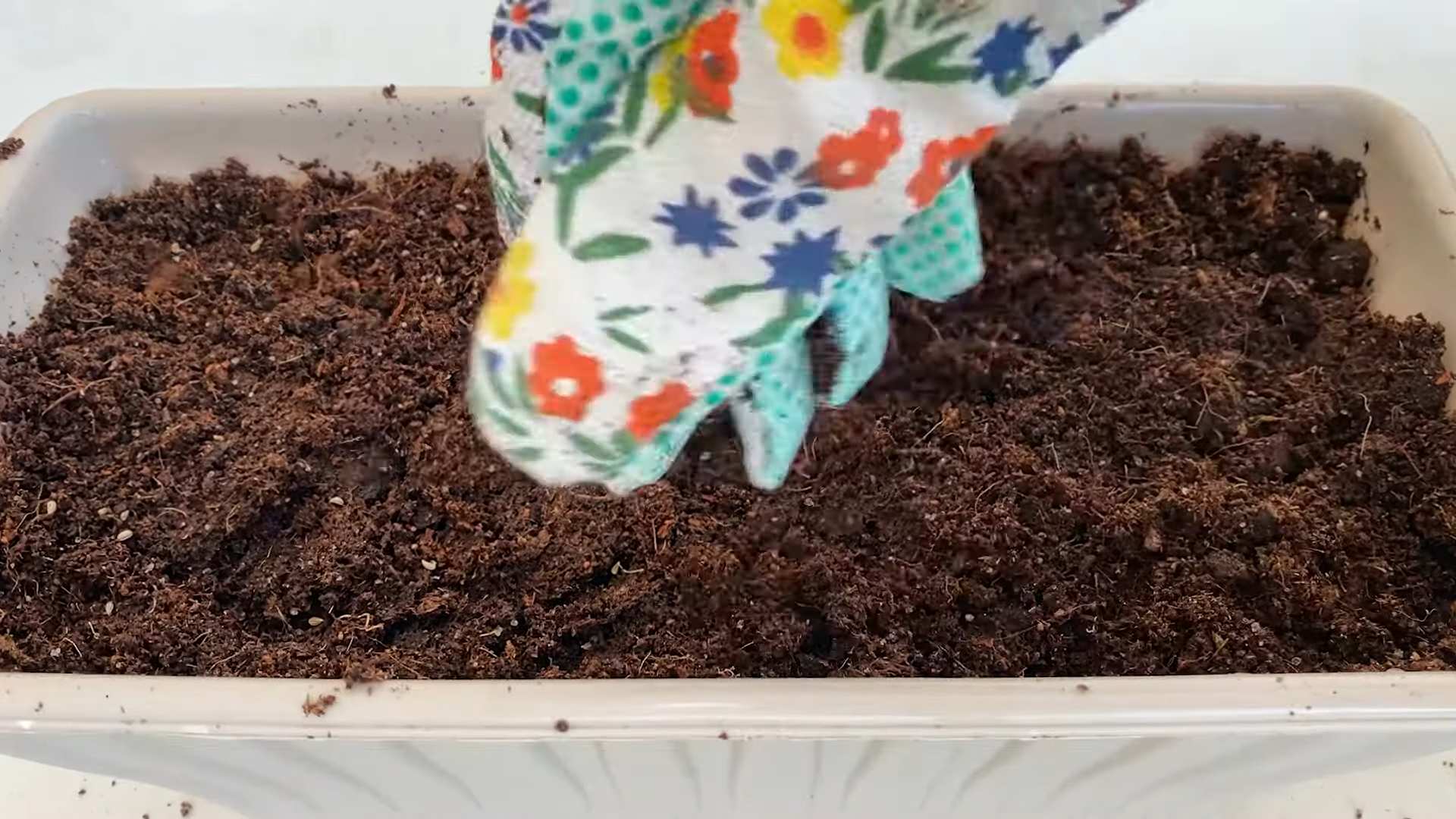 Grow Parsley Indoors Sunlight