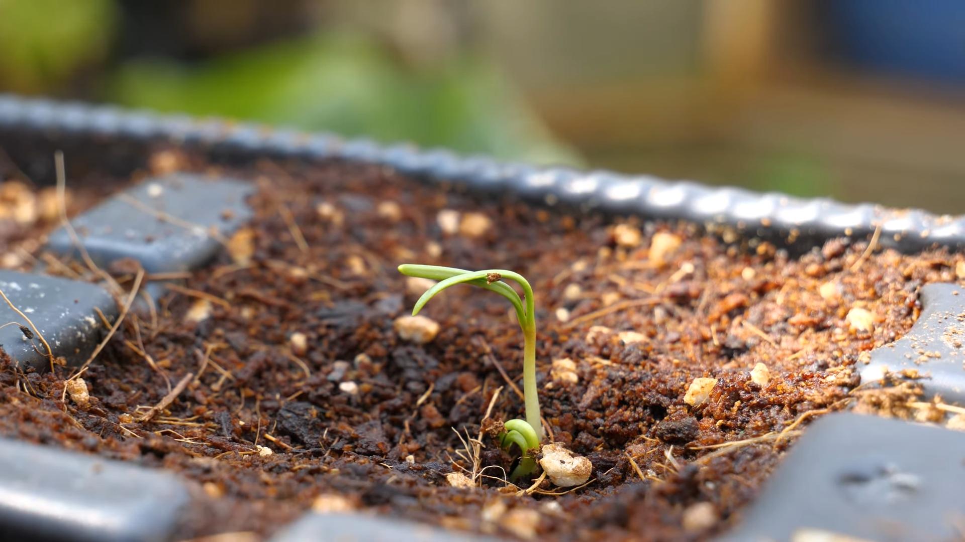 Grow spinach at home