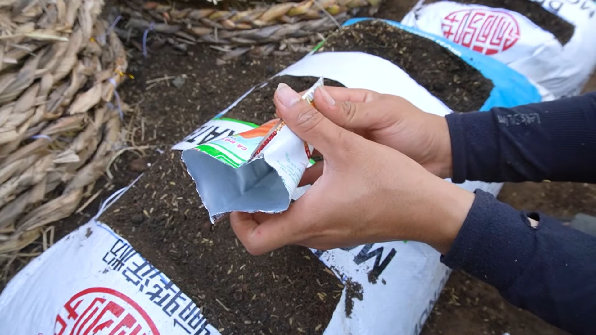 Grow Bag Carrots