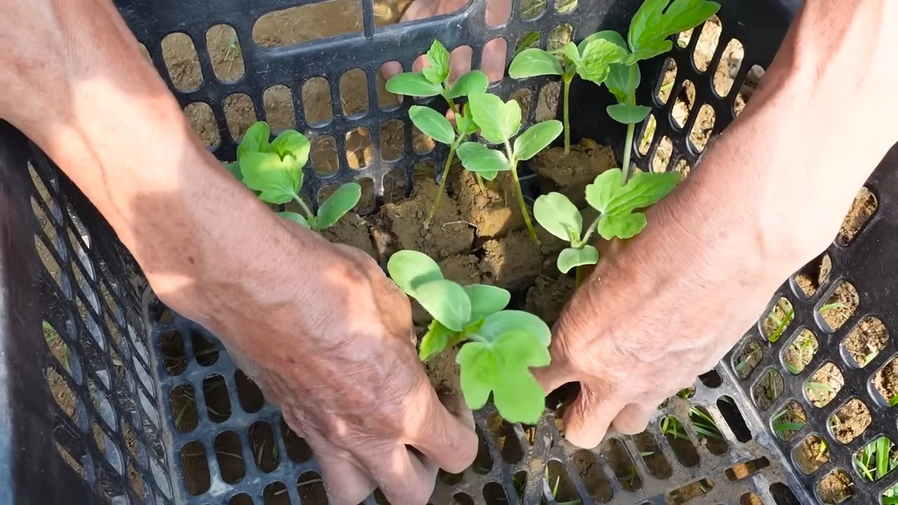 Watermelon Gardening Home Growers