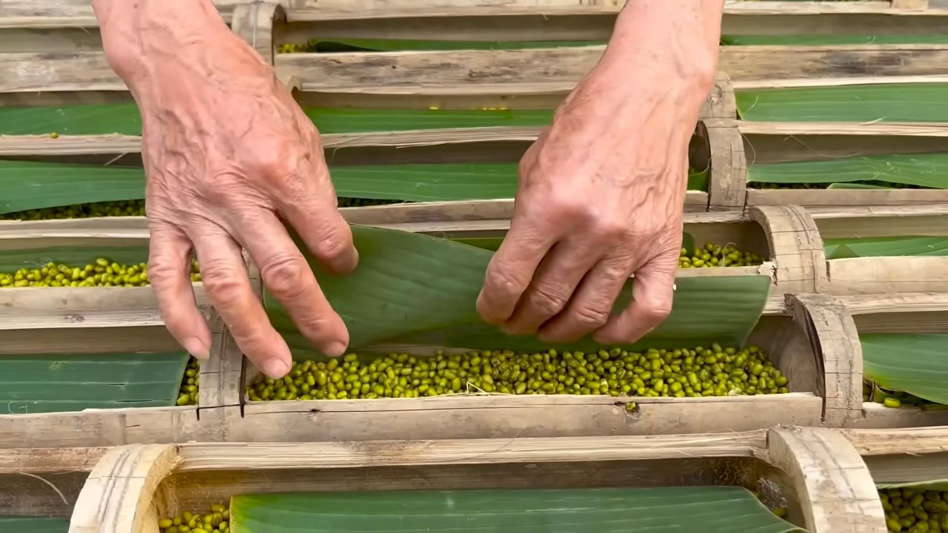 Grow Bean Sprouts Fast