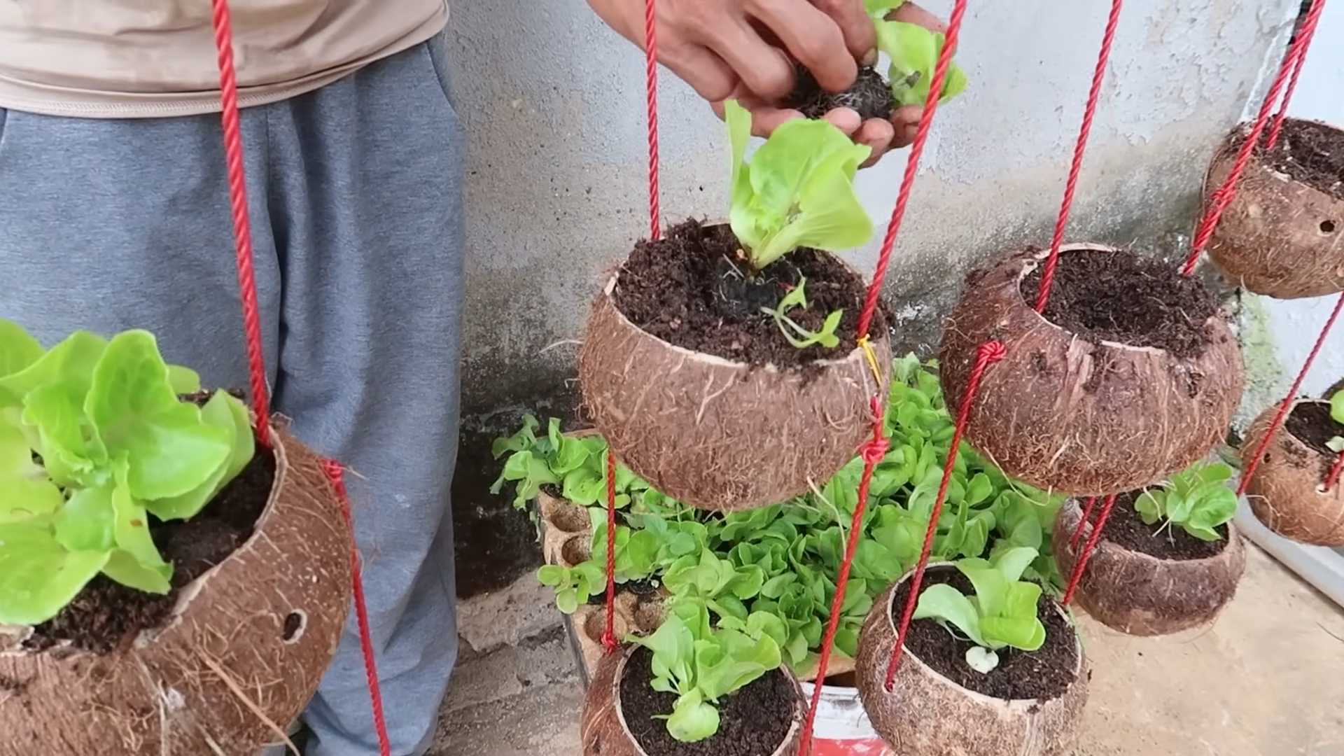 Growing Lettuce Coconut Shells