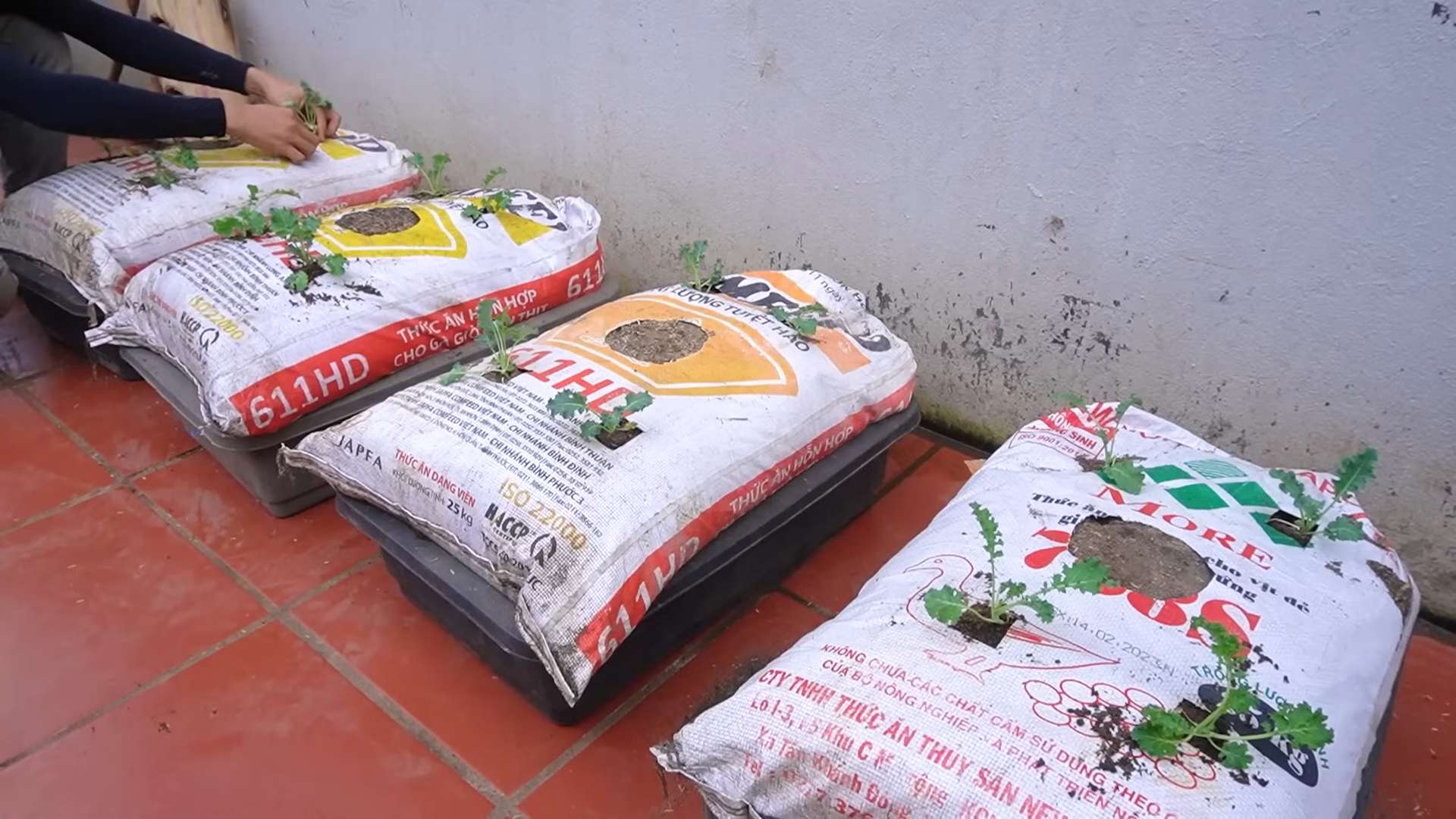 Grow Kale in Soil Bags