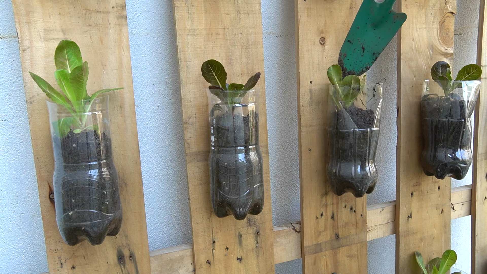 DIY plastic bottle garden