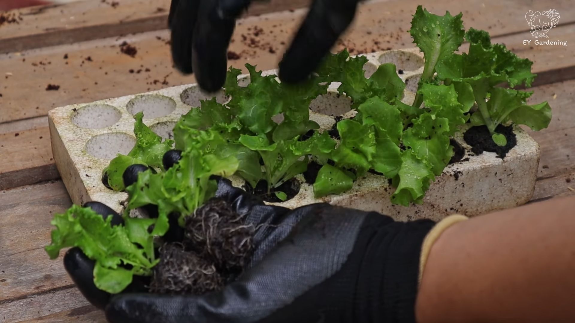 Soil-less lettuce growing