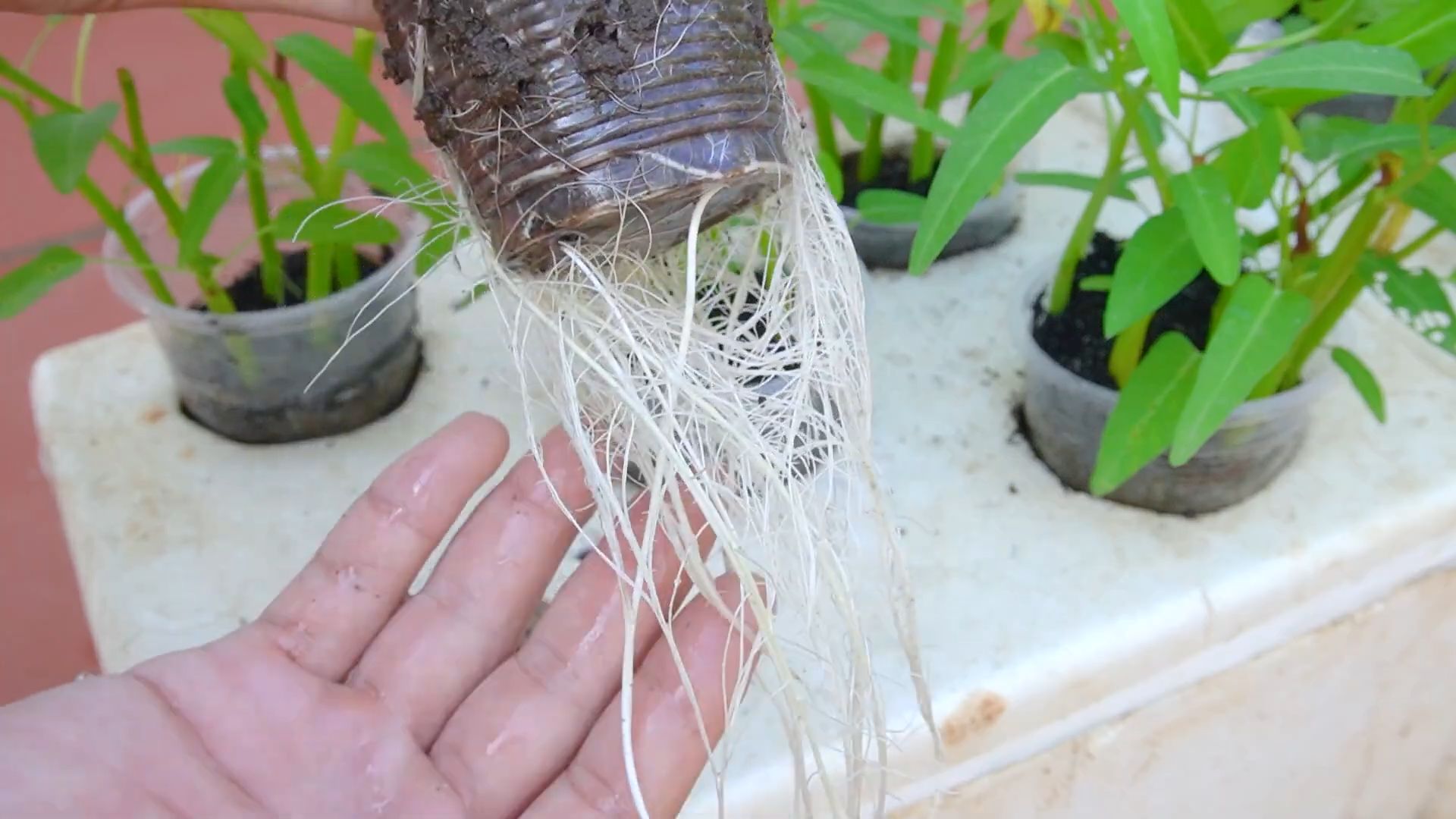 Self Watering Water Spinach