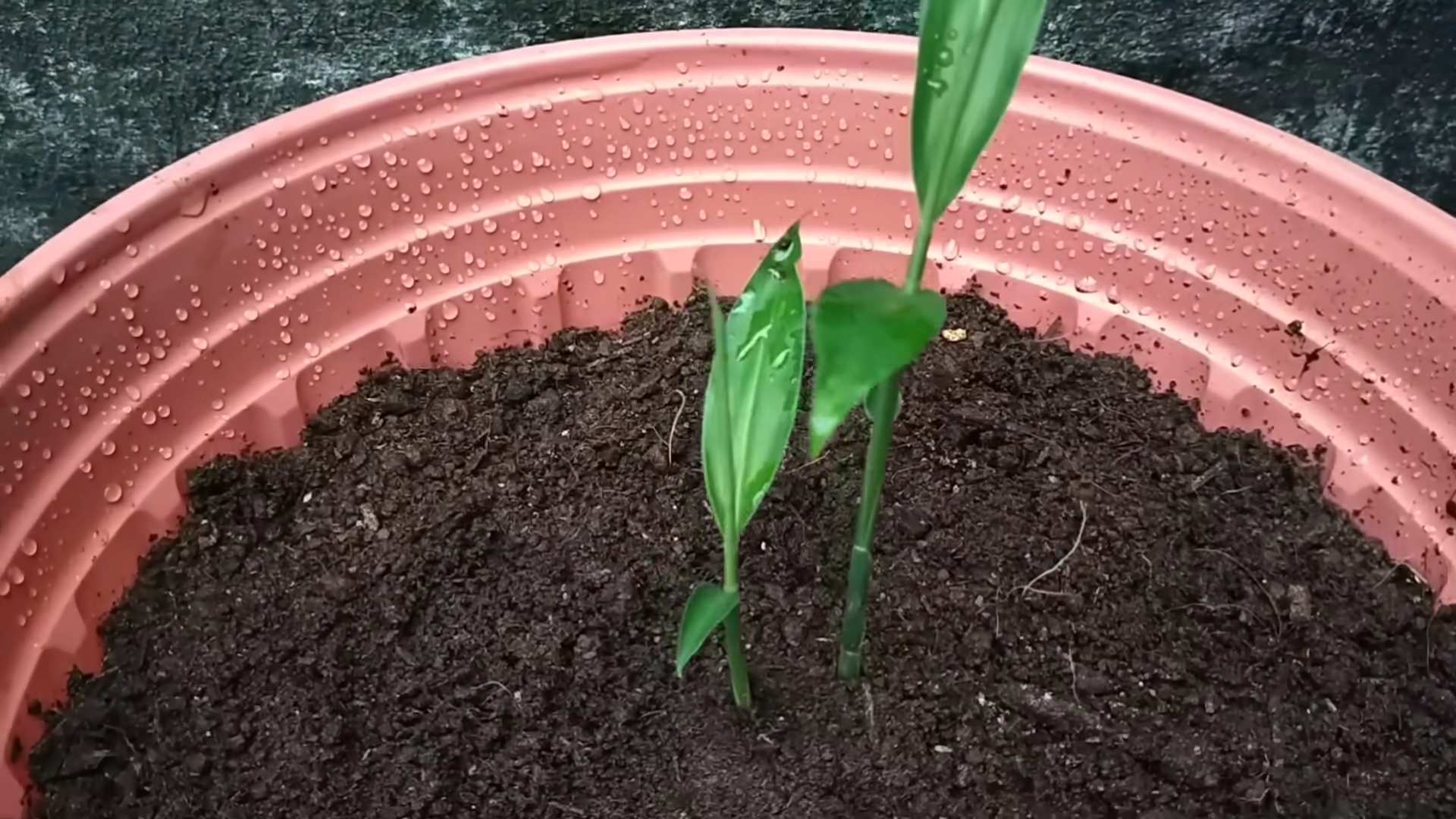 Grow Lemongrass at Home