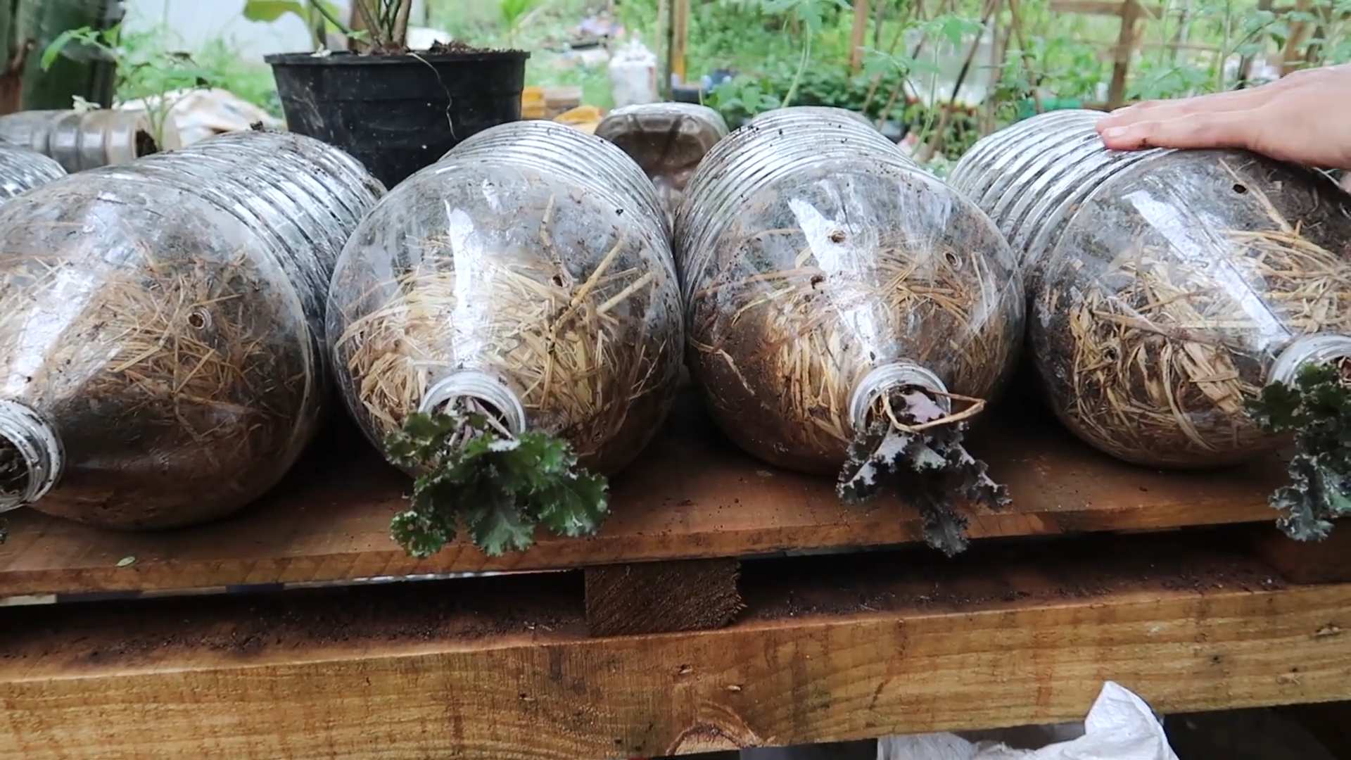 Waterless Mint Growing