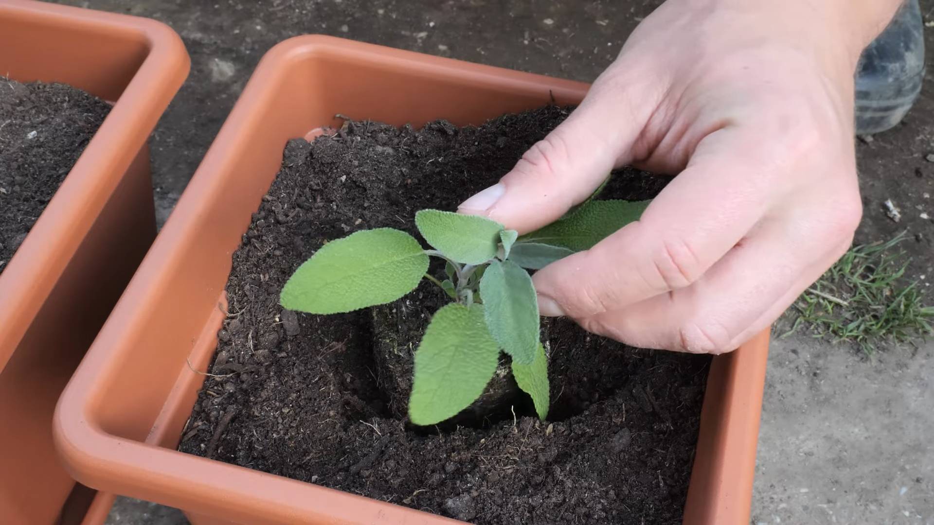 Grow Sage in Containers