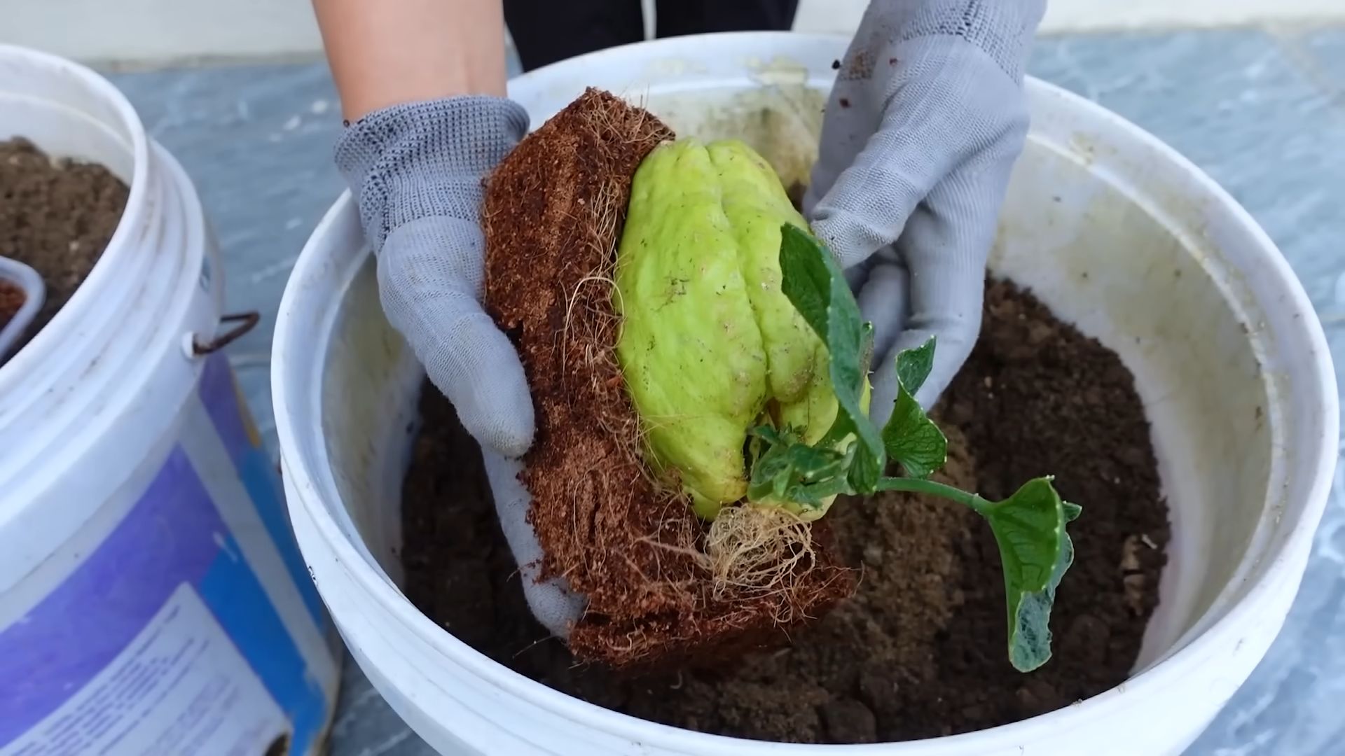 Growing Chayote from Fruit