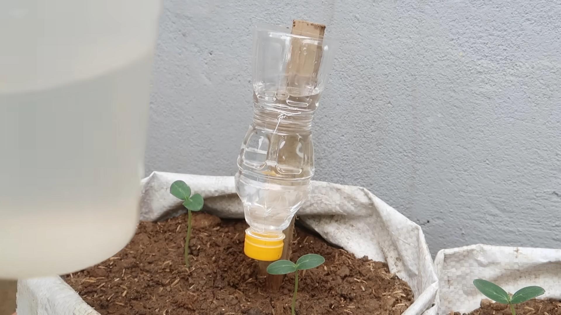 Grow Cucumbers Without Backyard