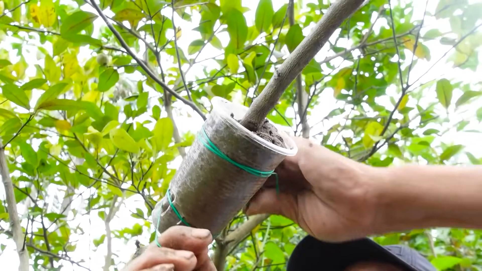 Grow Lemons at Home