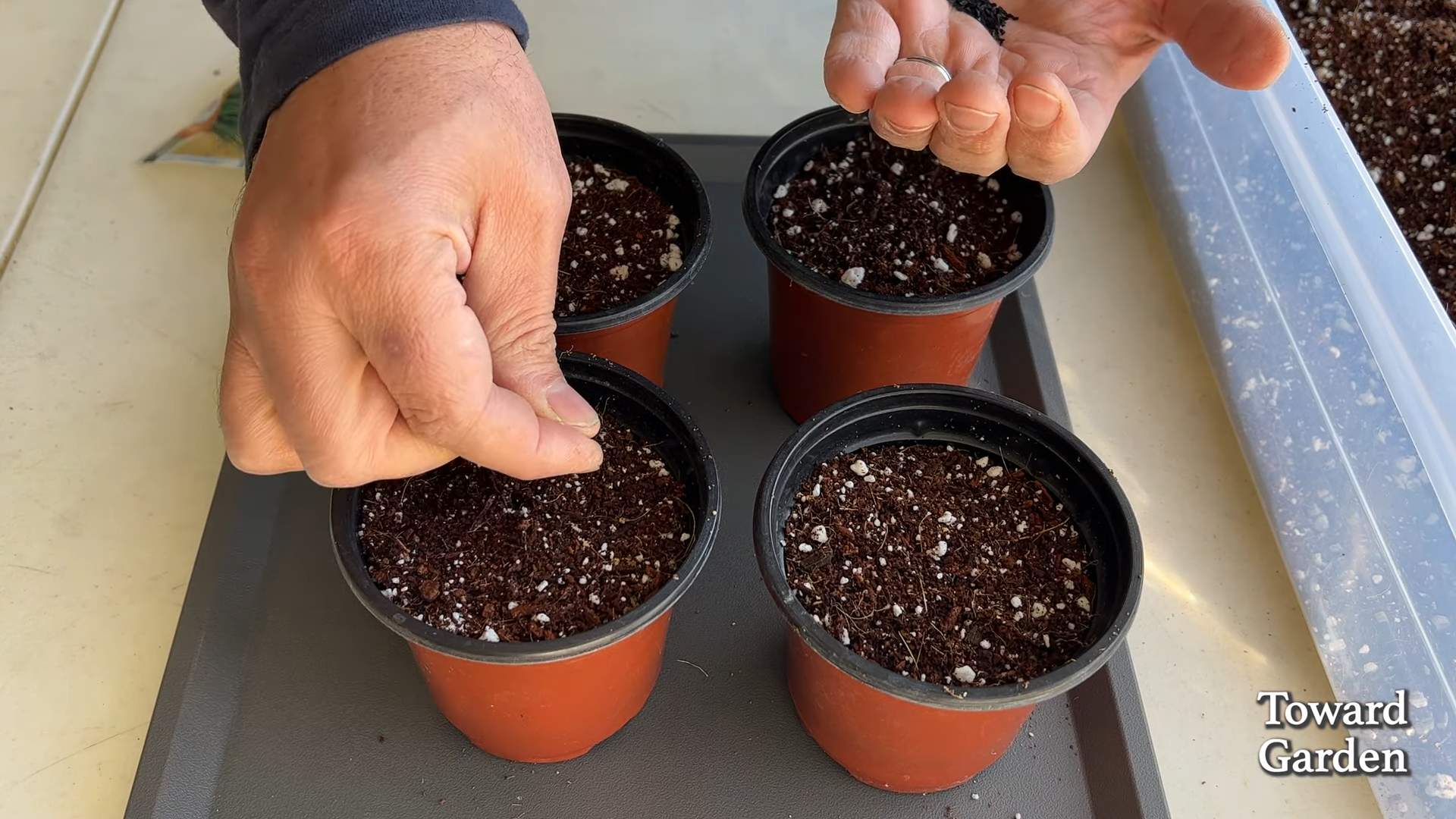Growing chives indoors