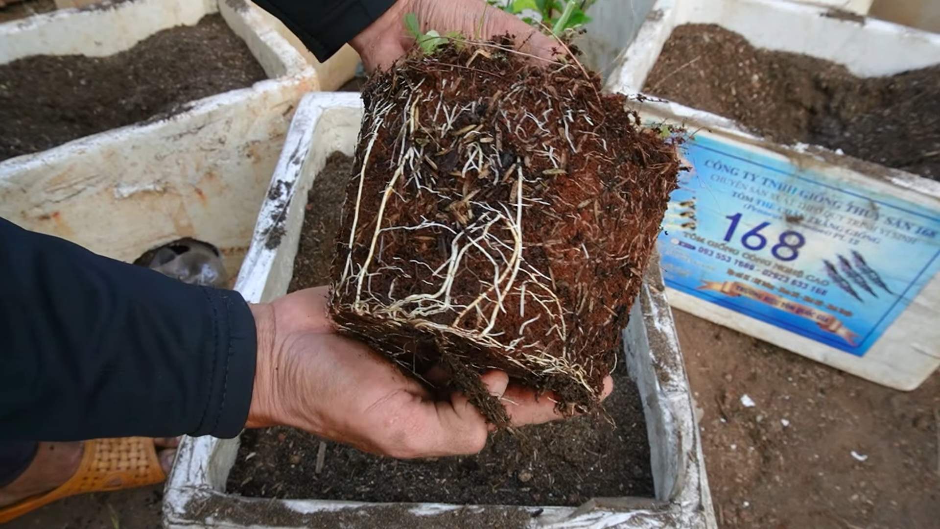 Grow Passion Fruit Abundantly