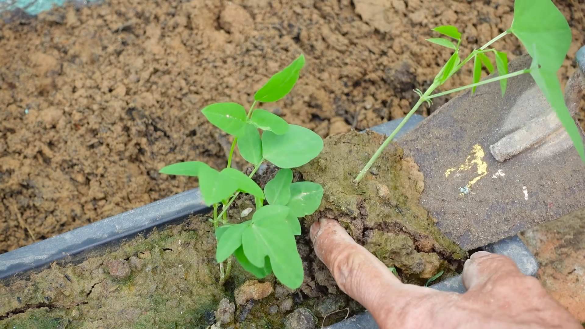 Dragon Bean Growing Tips