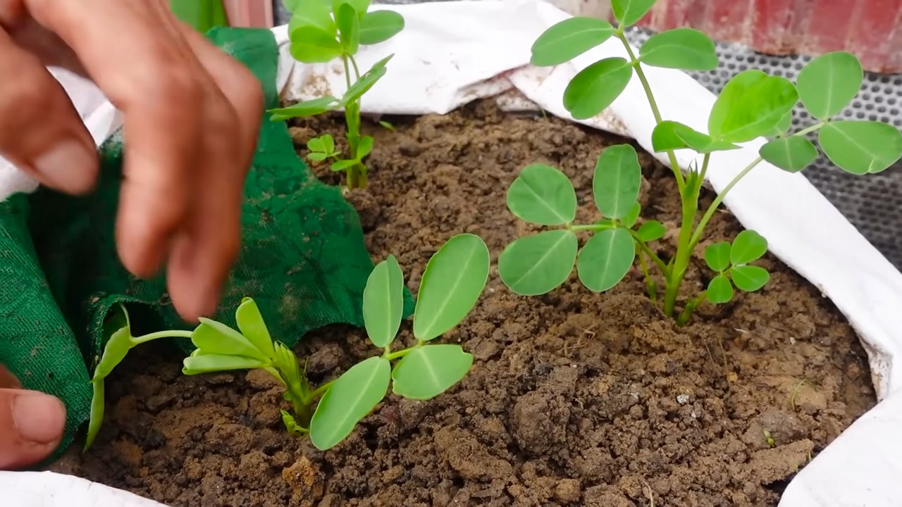 Peanut Planting Guide
