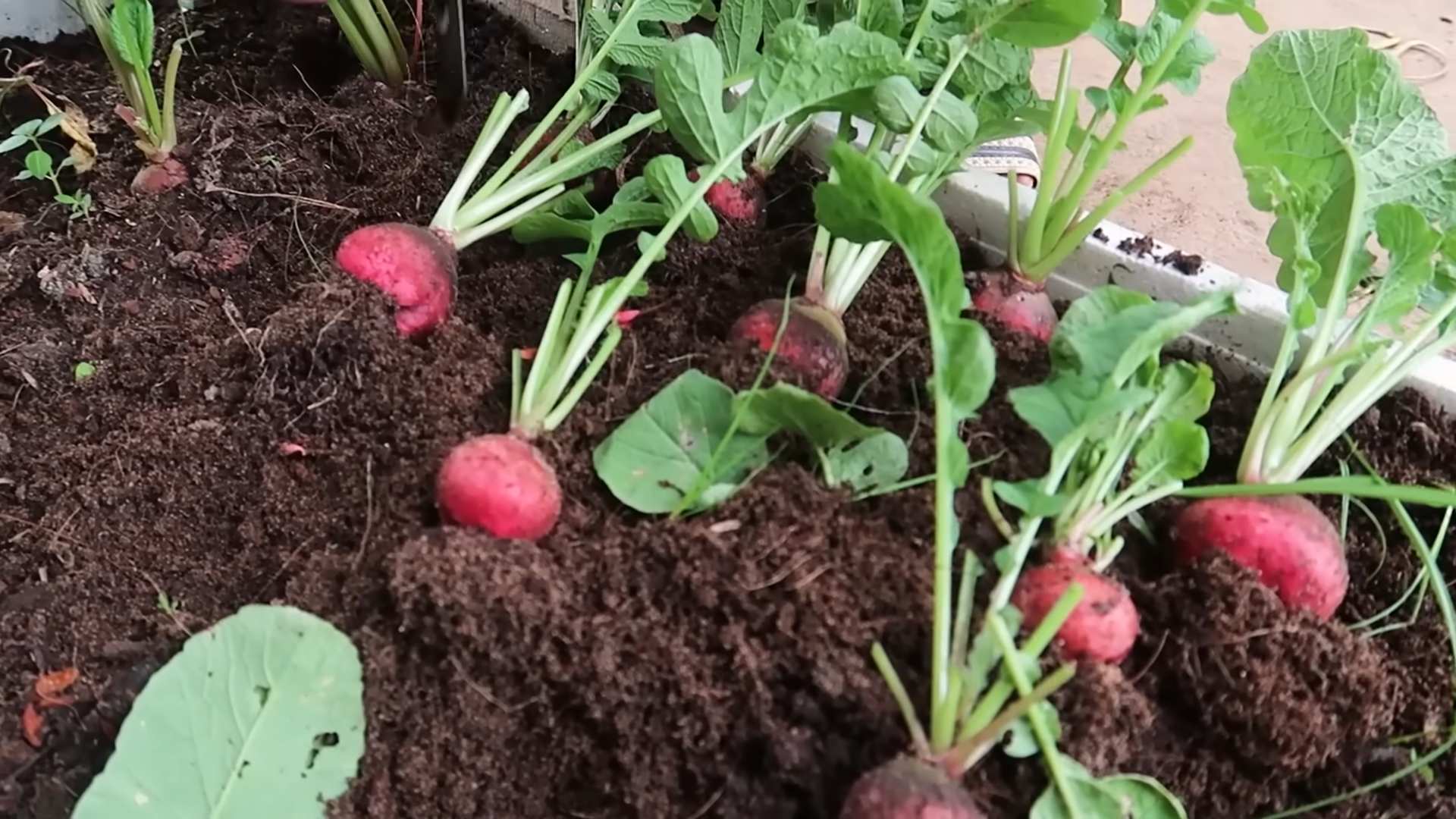 Winter Radish Gardening