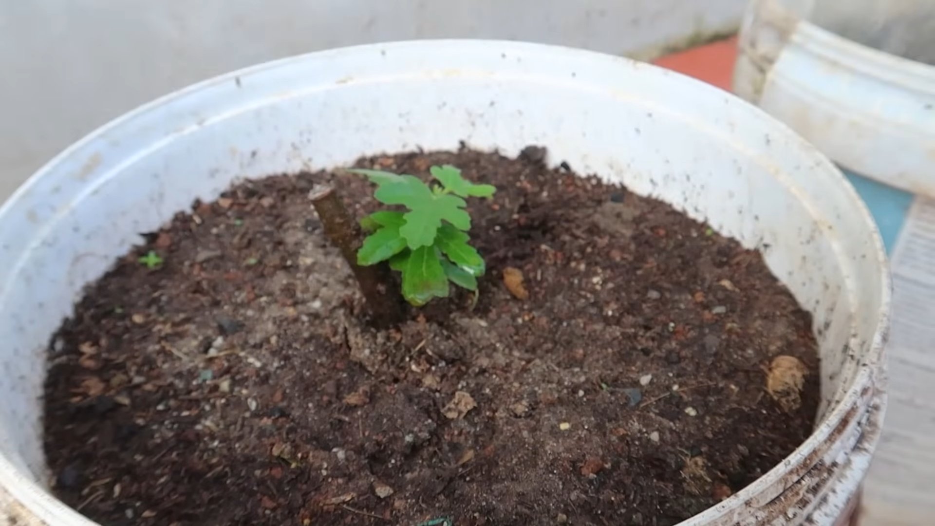 Grow Figs at Home