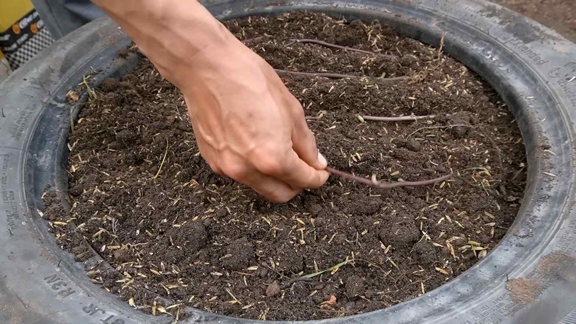 Grow Sweet Potatoes Monthly