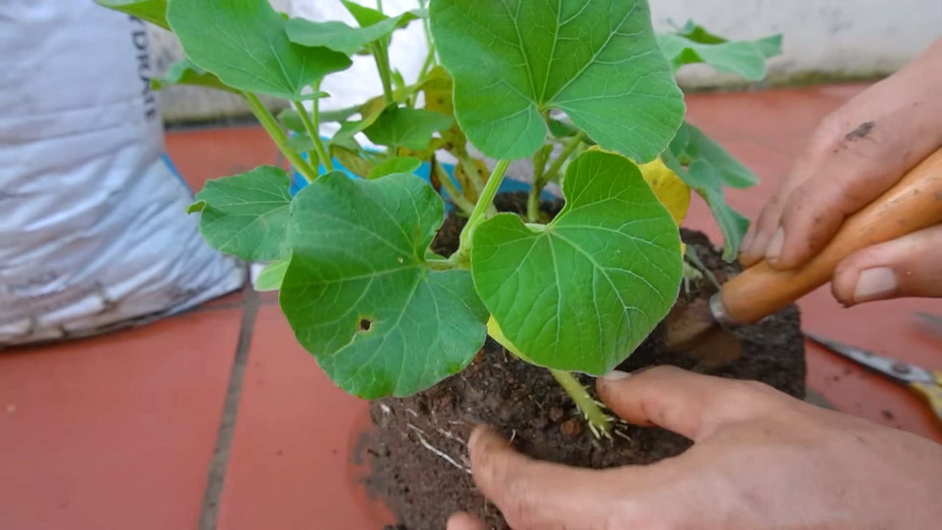 Bagging gourds