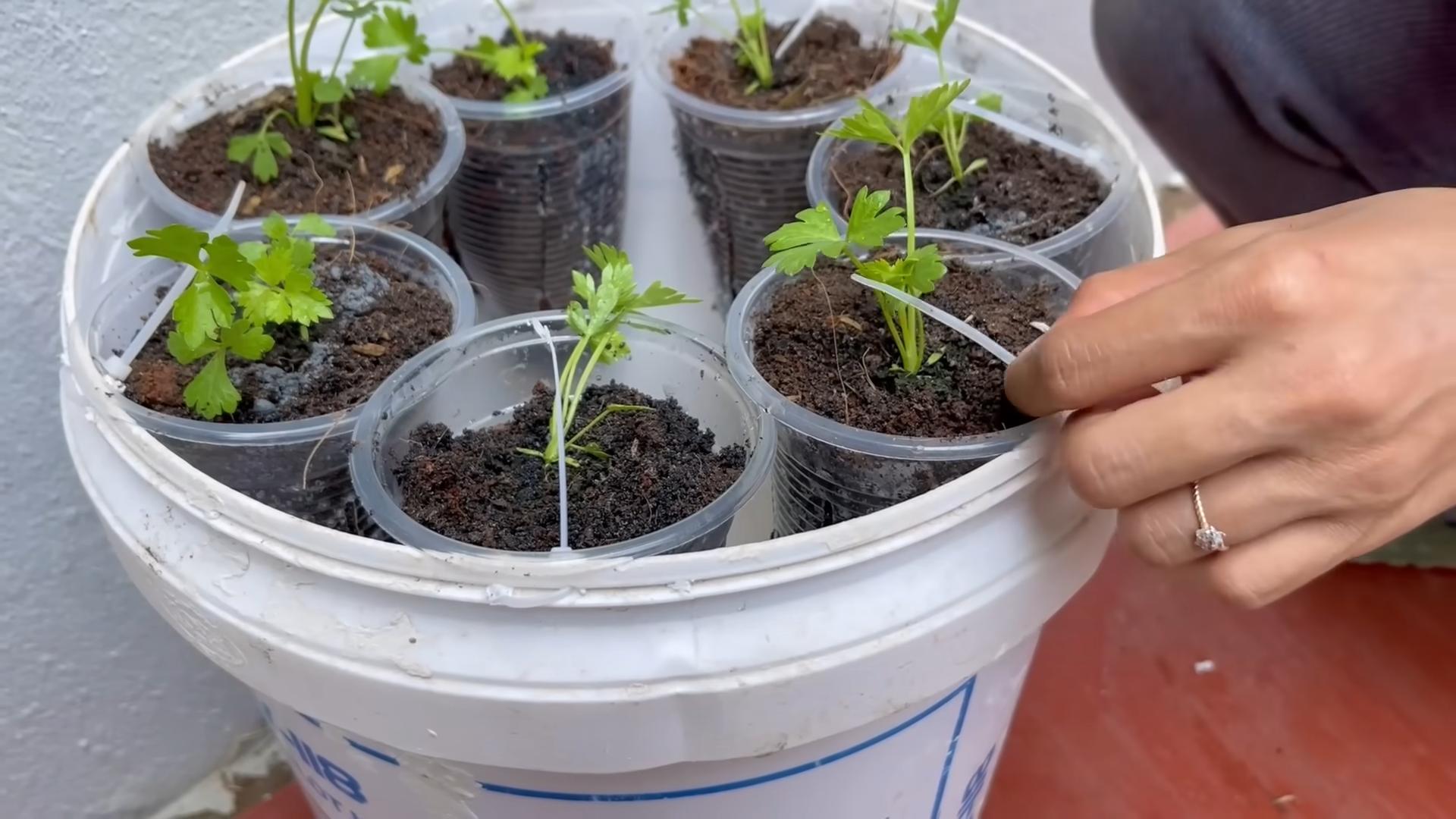 Grow Celery Water Conservation