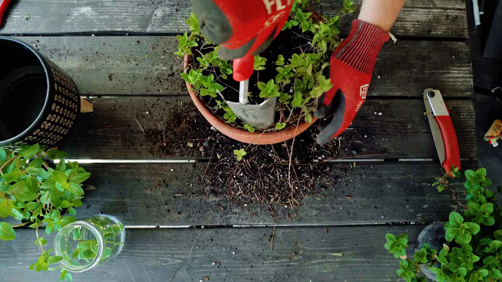 Grow Mint Indoors Kitchen