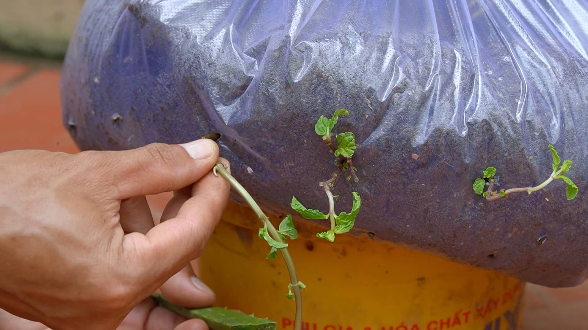Easy to Grow Kitchen Veggies