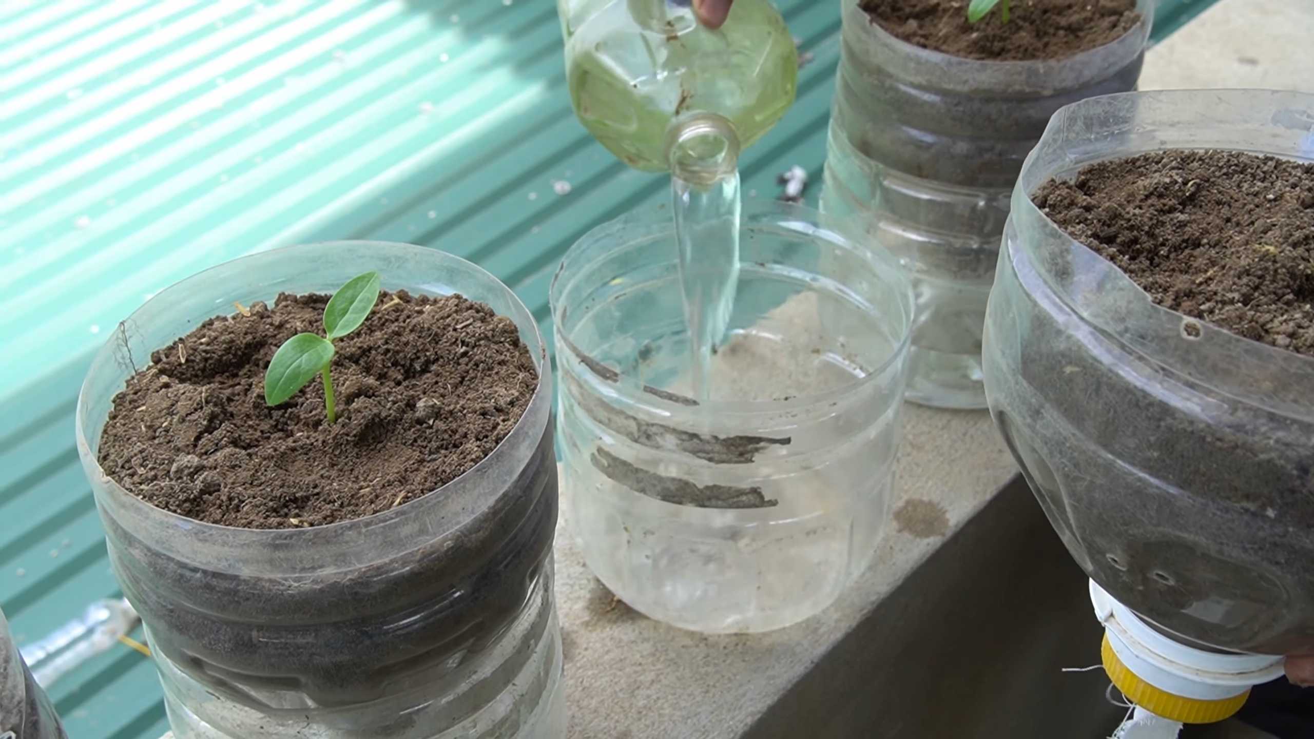 Malabar Spinach Growing Tips