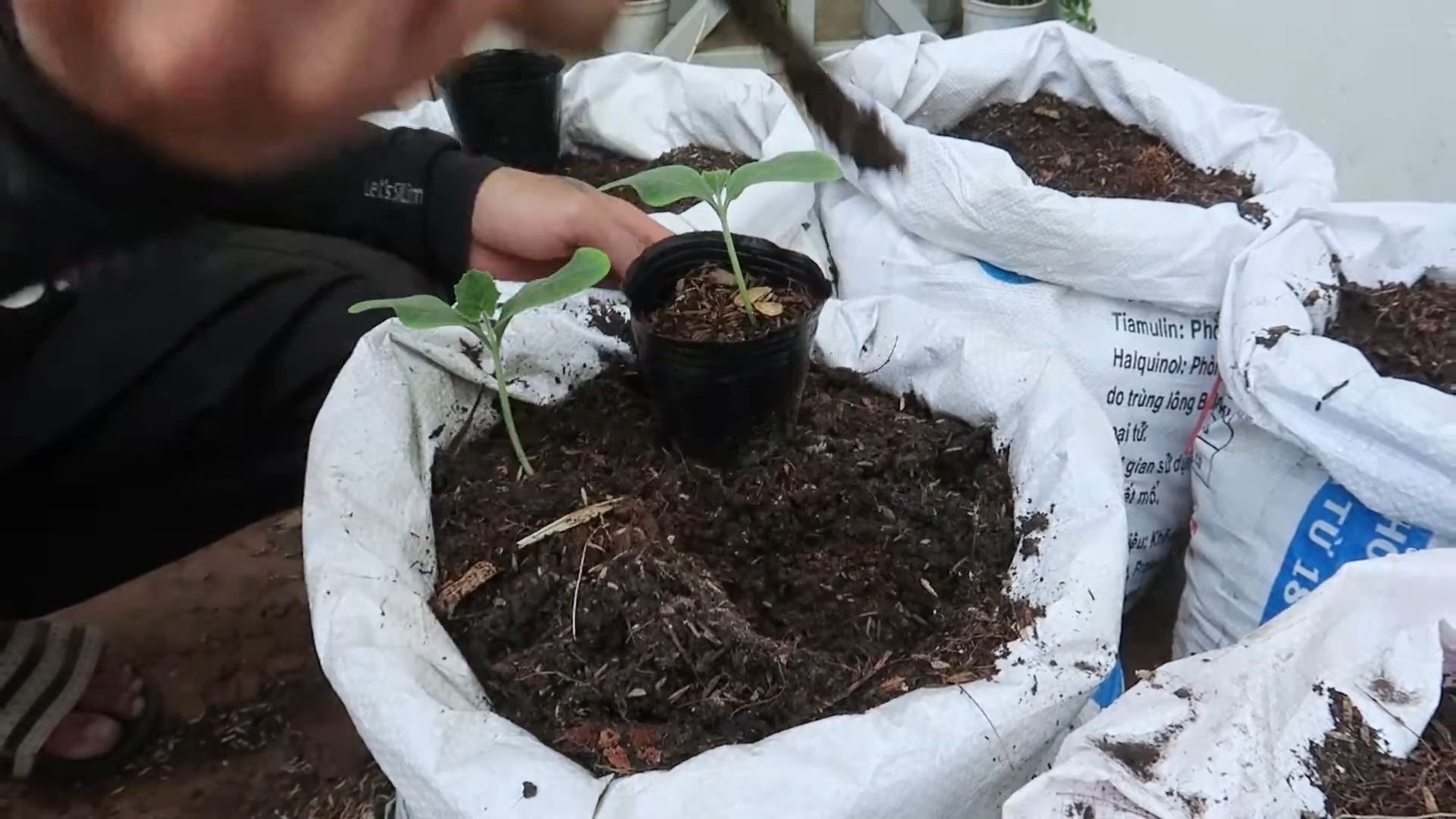 Growing Butternut Squash at Home