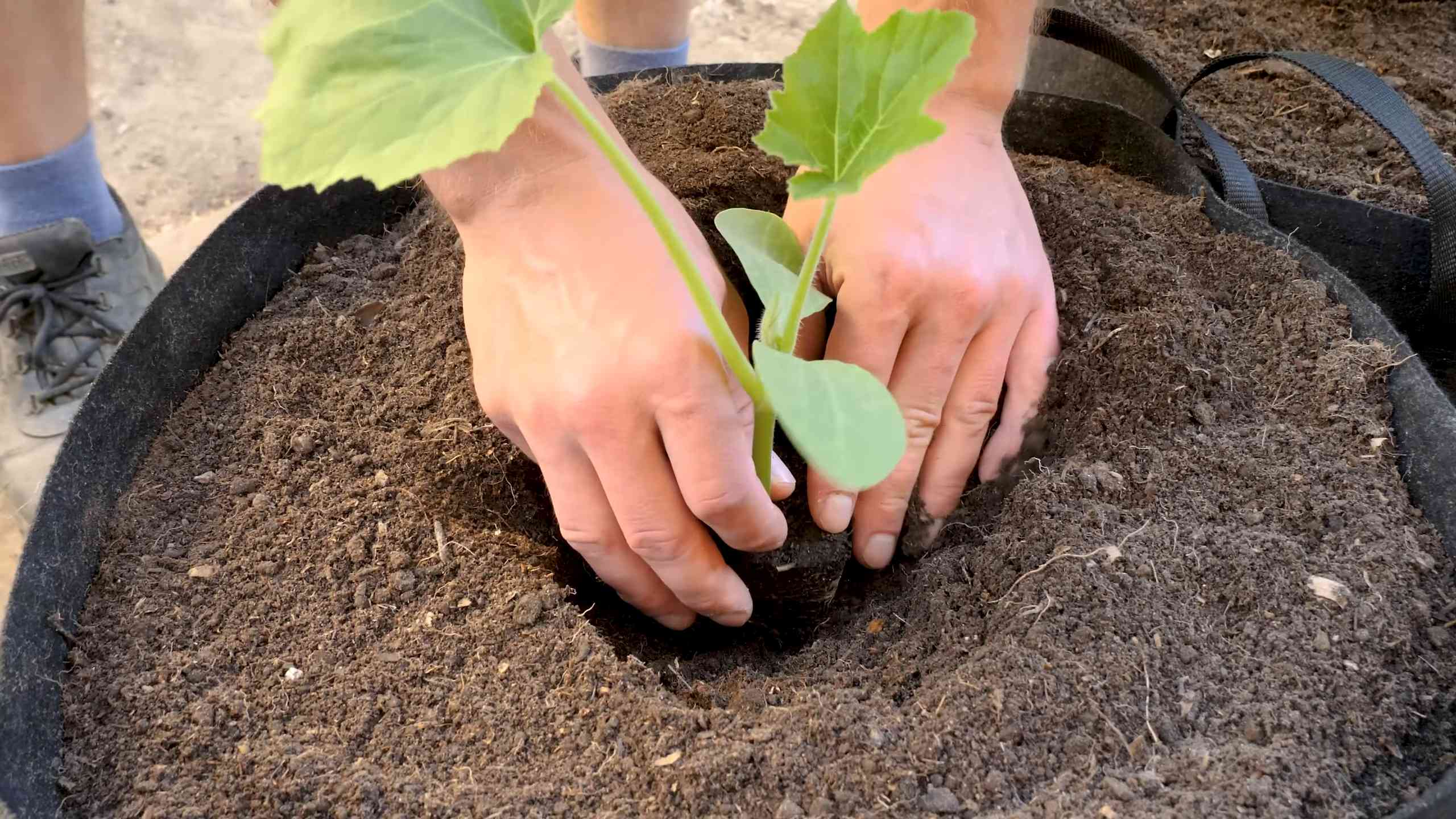 Grow Summer Squash in Pots