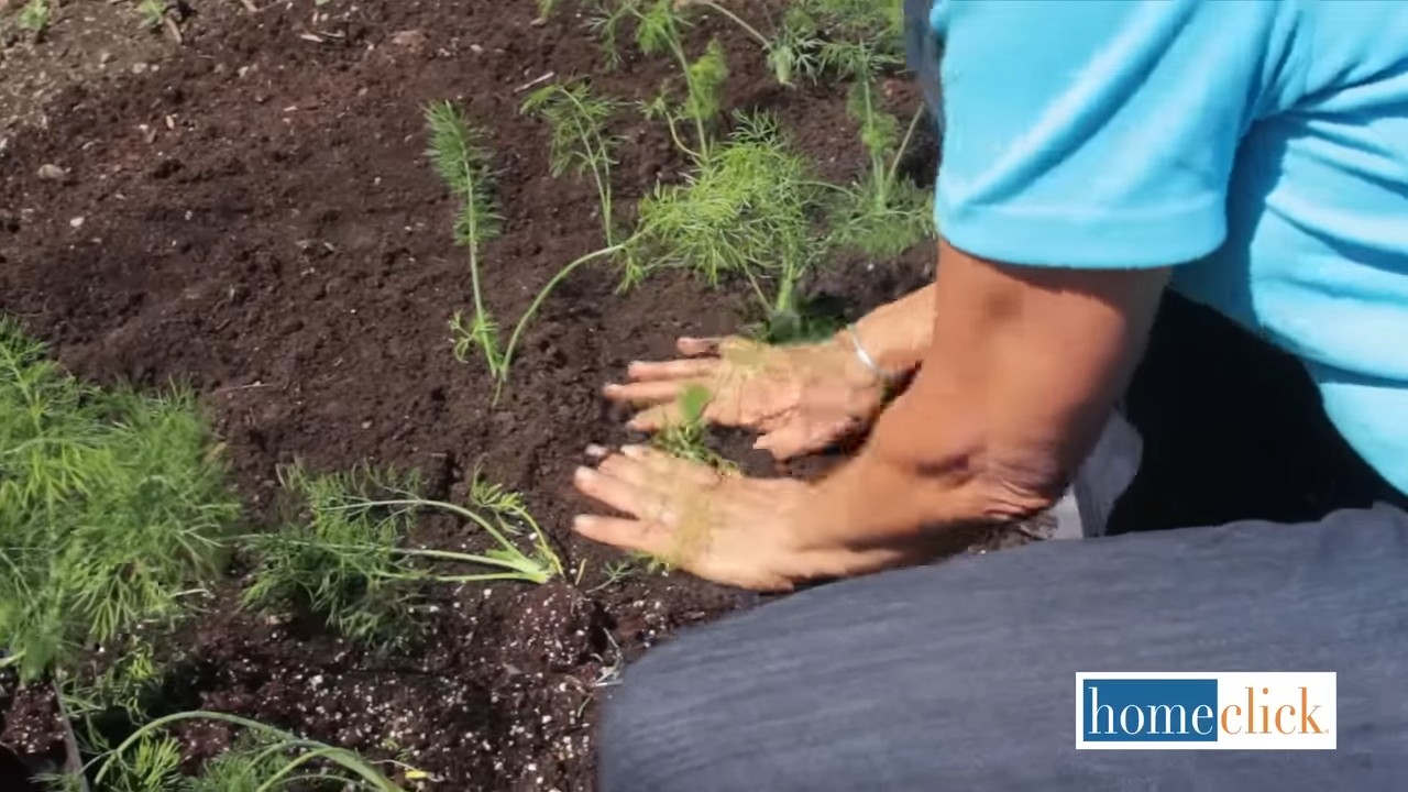 Growing Fennel in Pots